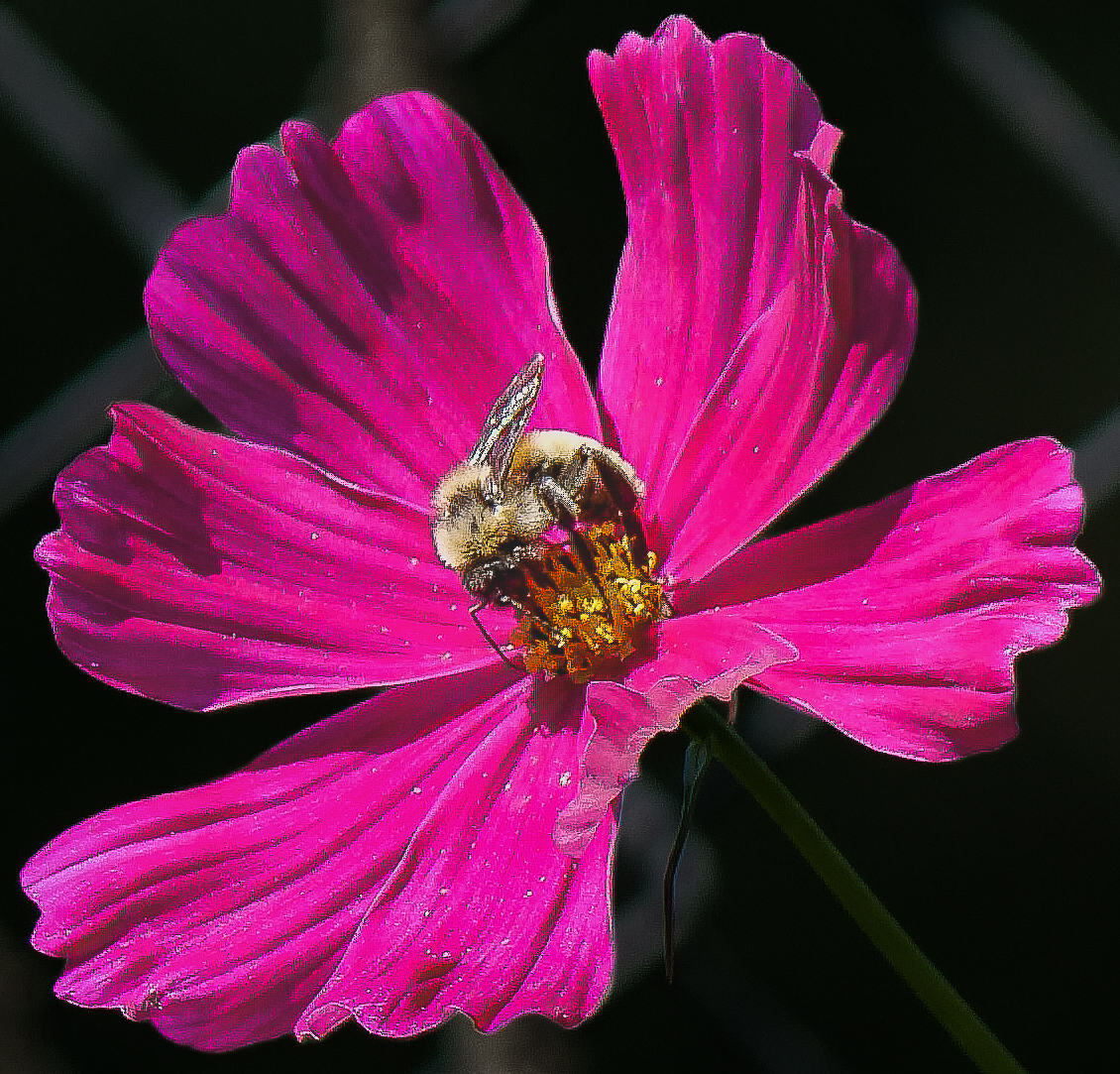 Cosmos Polinatin'