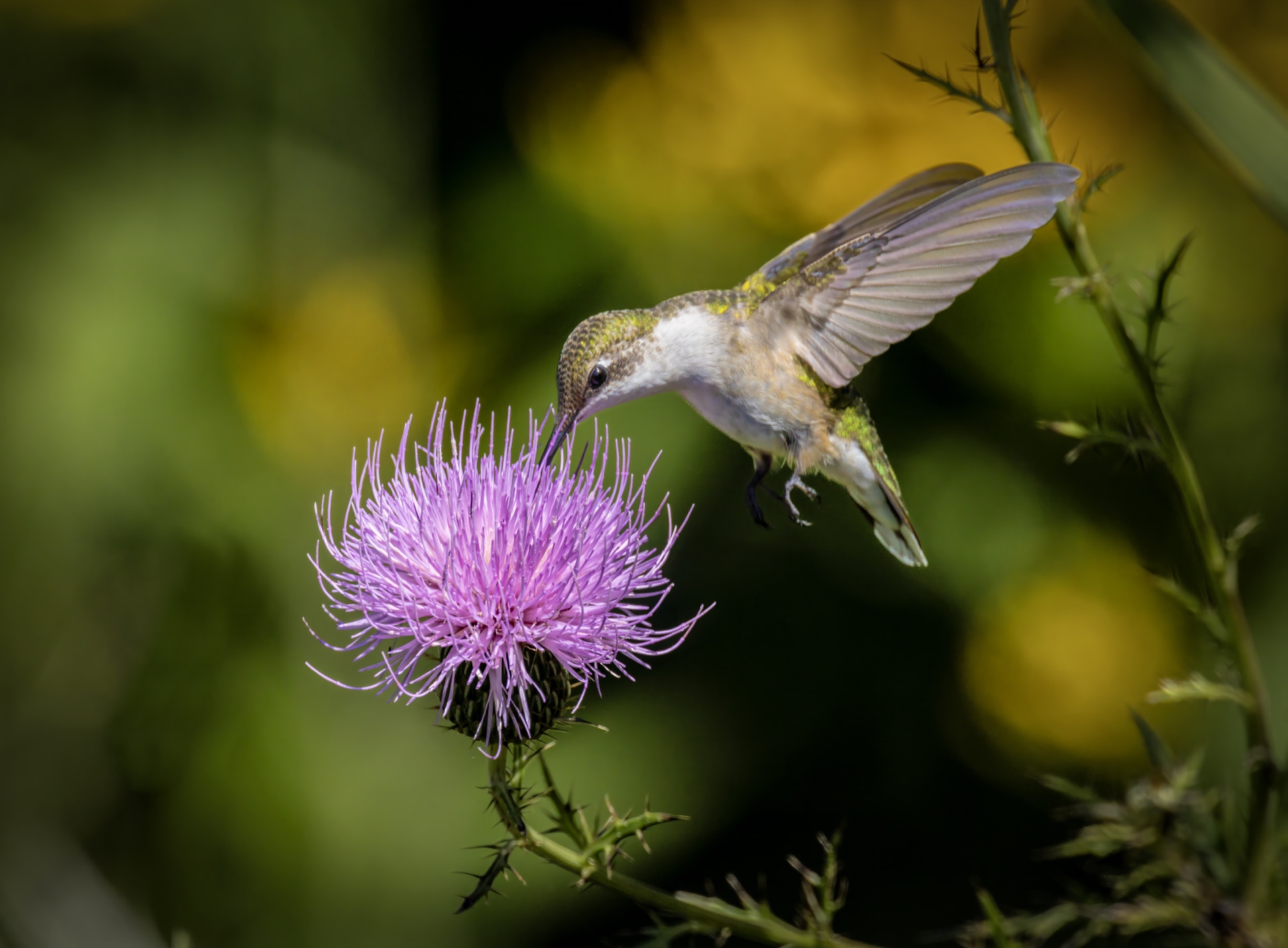 Feeding Time