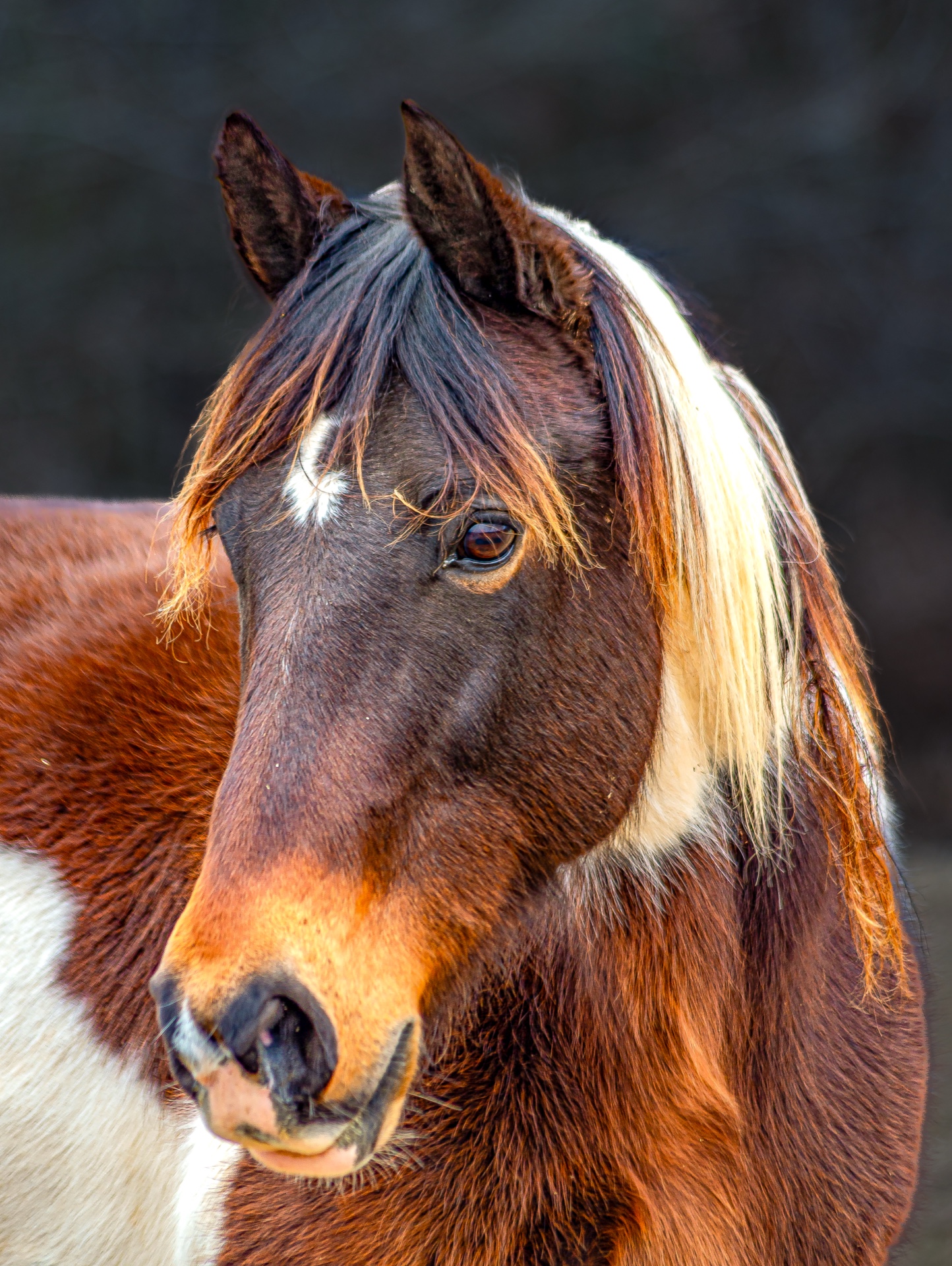 Paint the horse