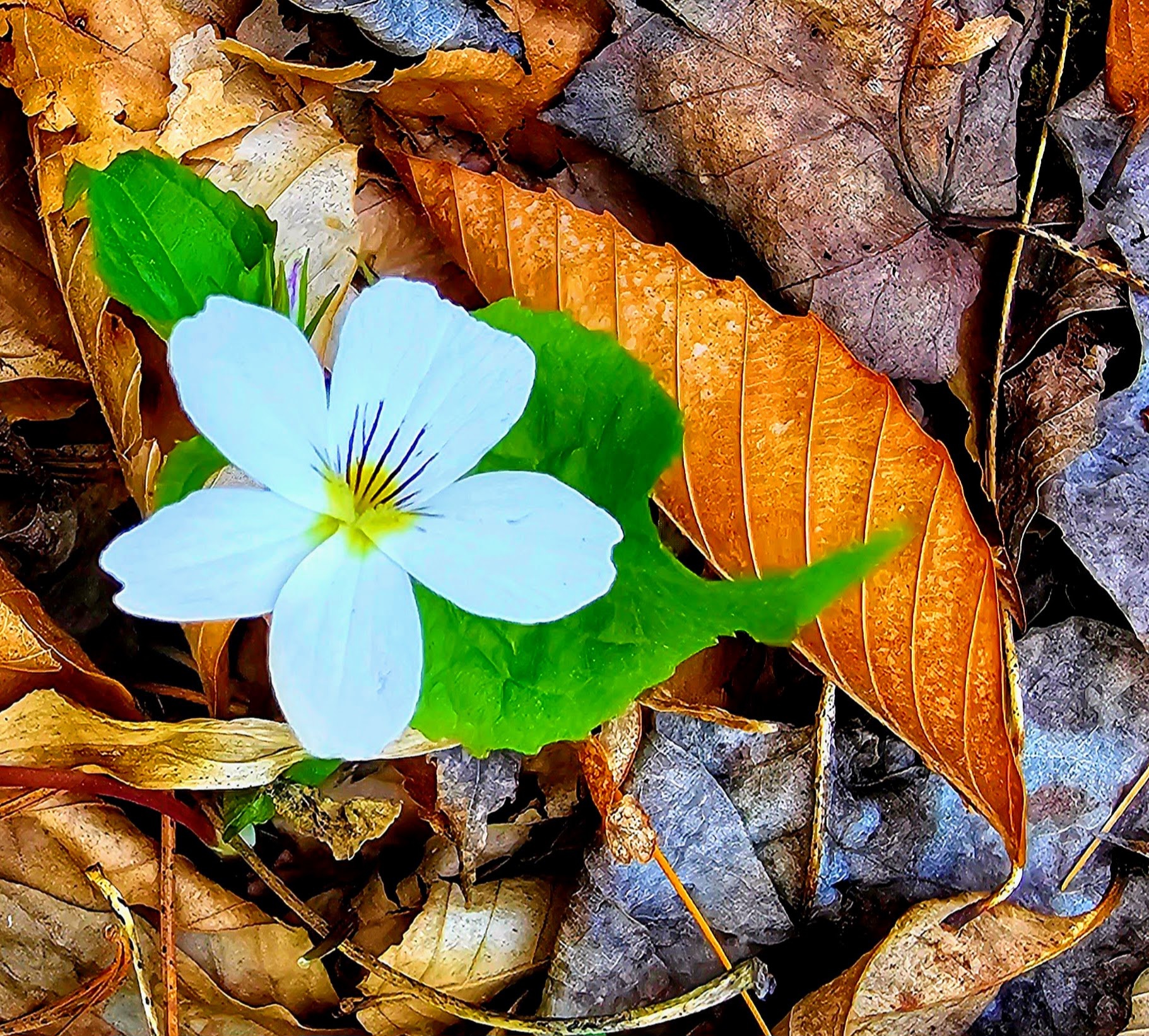 lonely flower