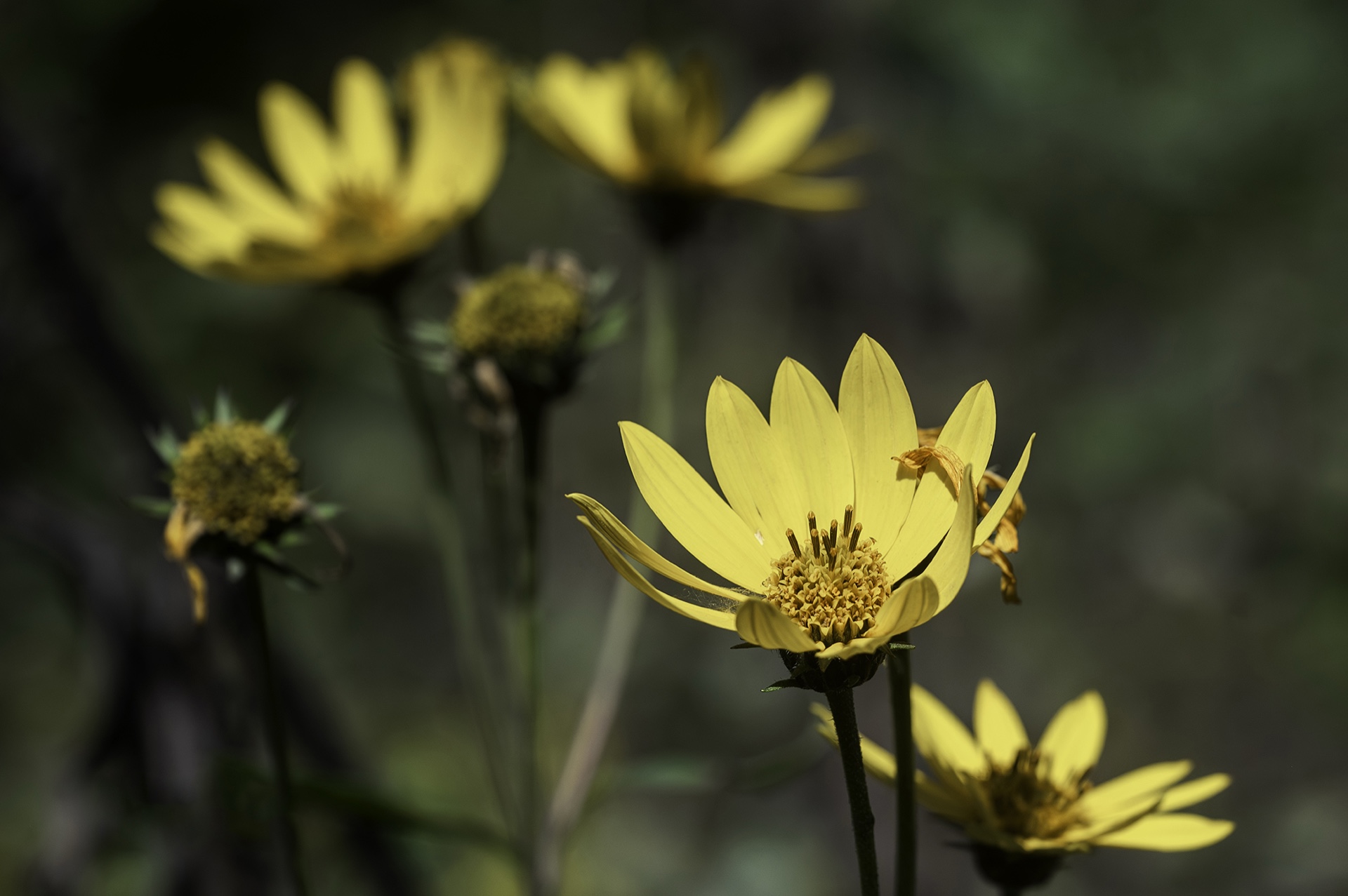 Fading Fall Flowers