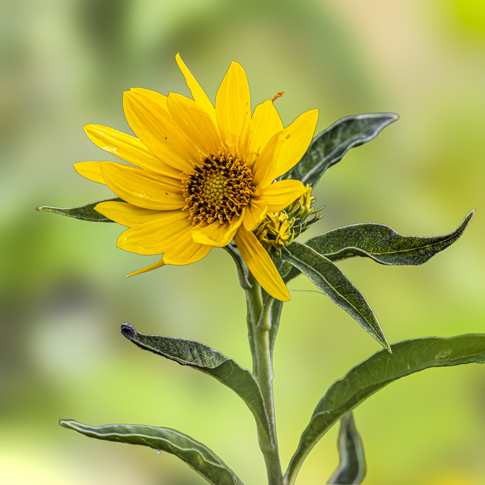 Jerusalem Artichoke