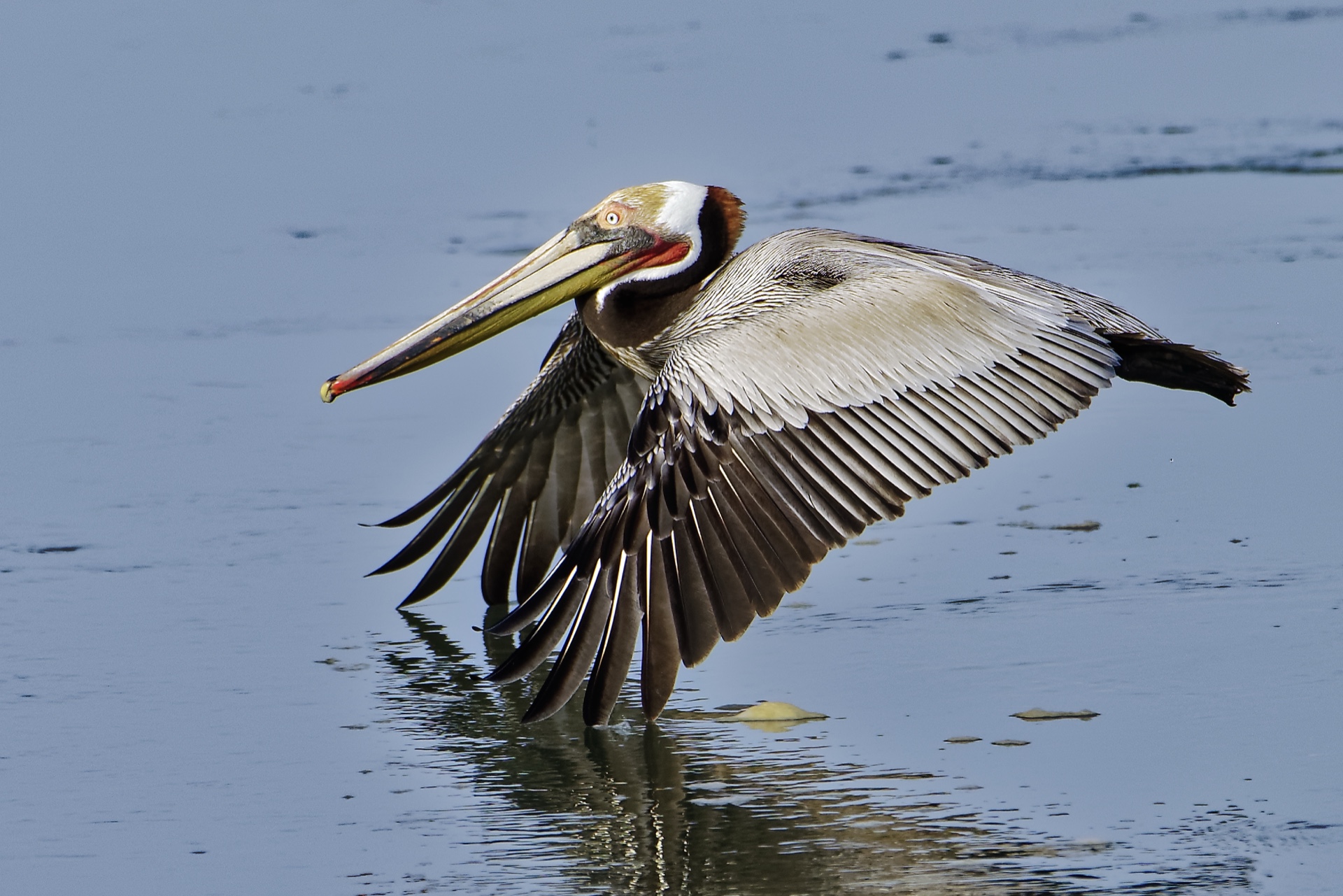 Pelican Limbo