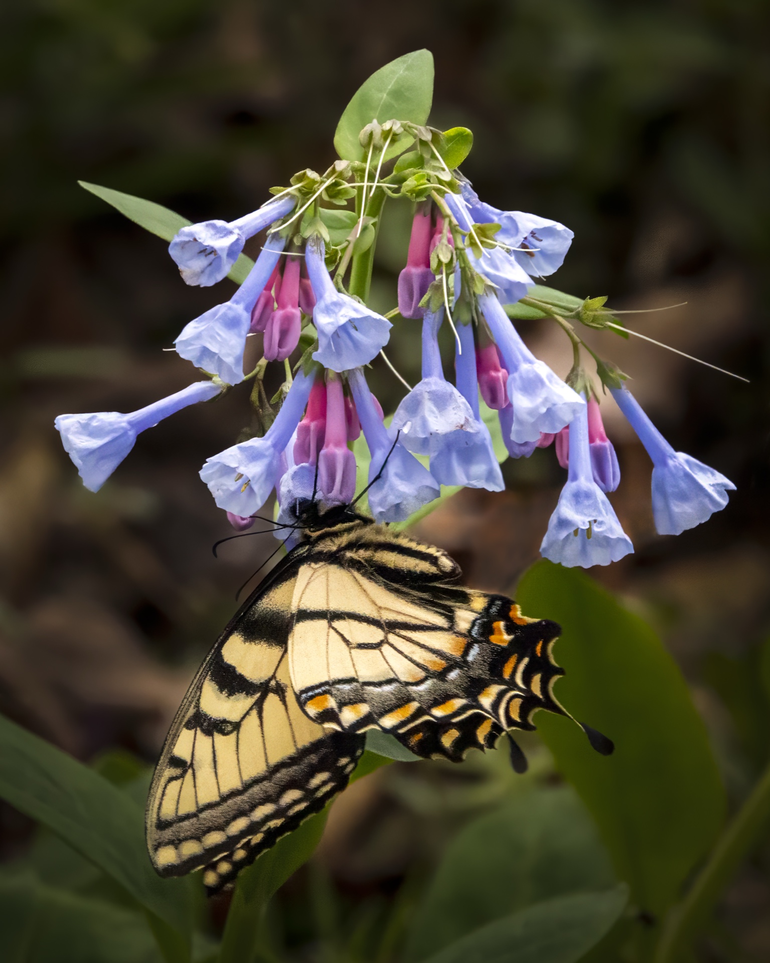 Bluebells and Butterfly