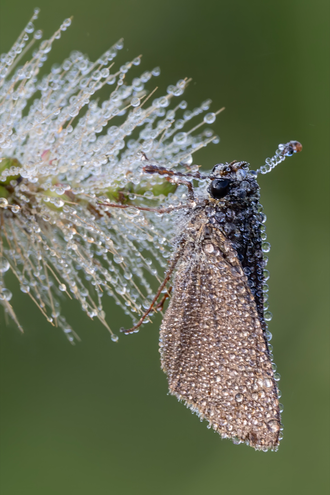 Heavy Dew