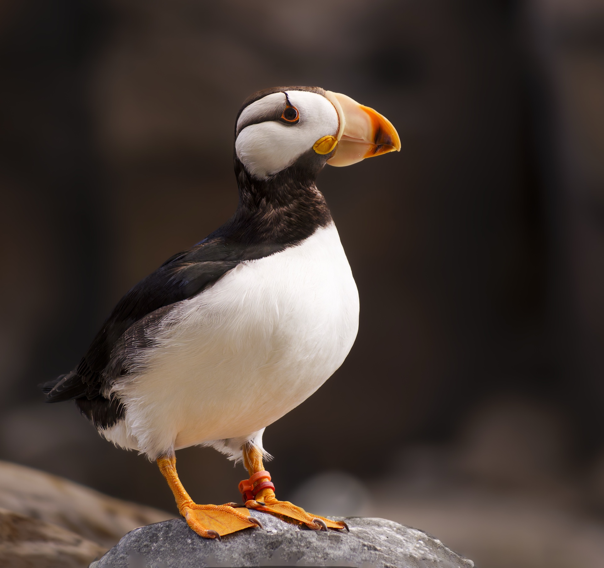 Proud Puffin