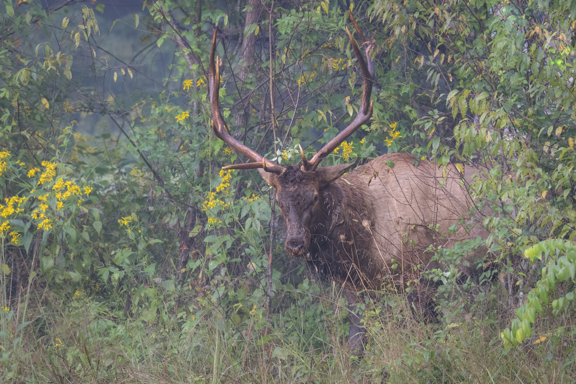 Coming Through the Forest