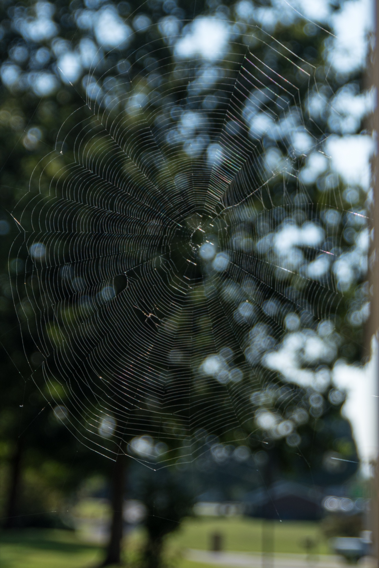 A spider web at f2.8