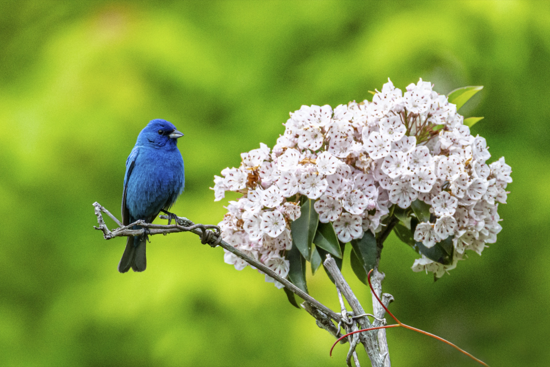 Indigo Bunting Beside Mountain Laurel