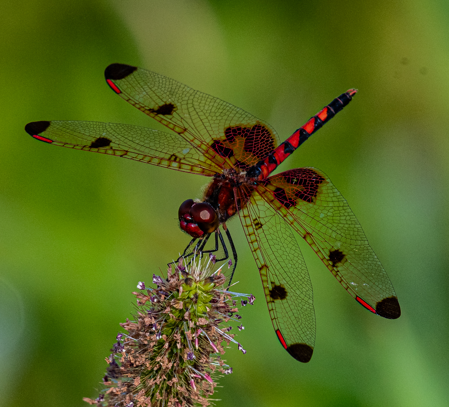Calico Pennant Dragonfly