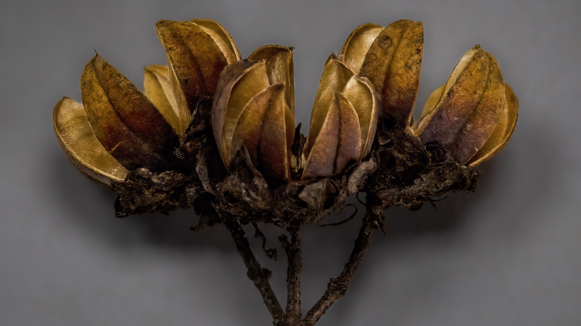 Crepe Myrtle Seed Pods