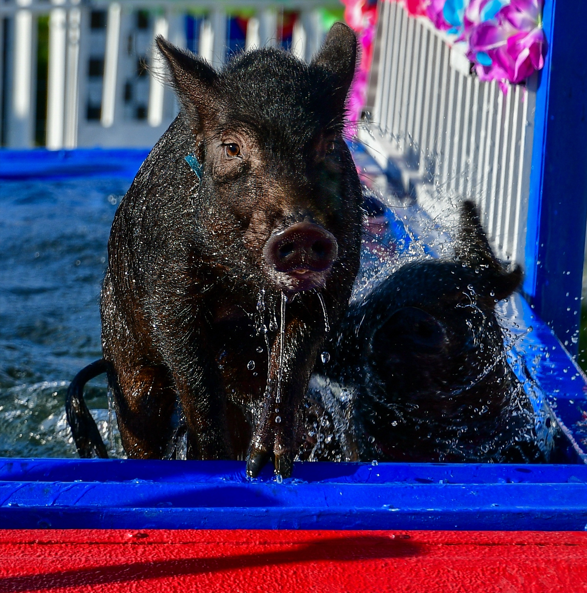 Pig Race