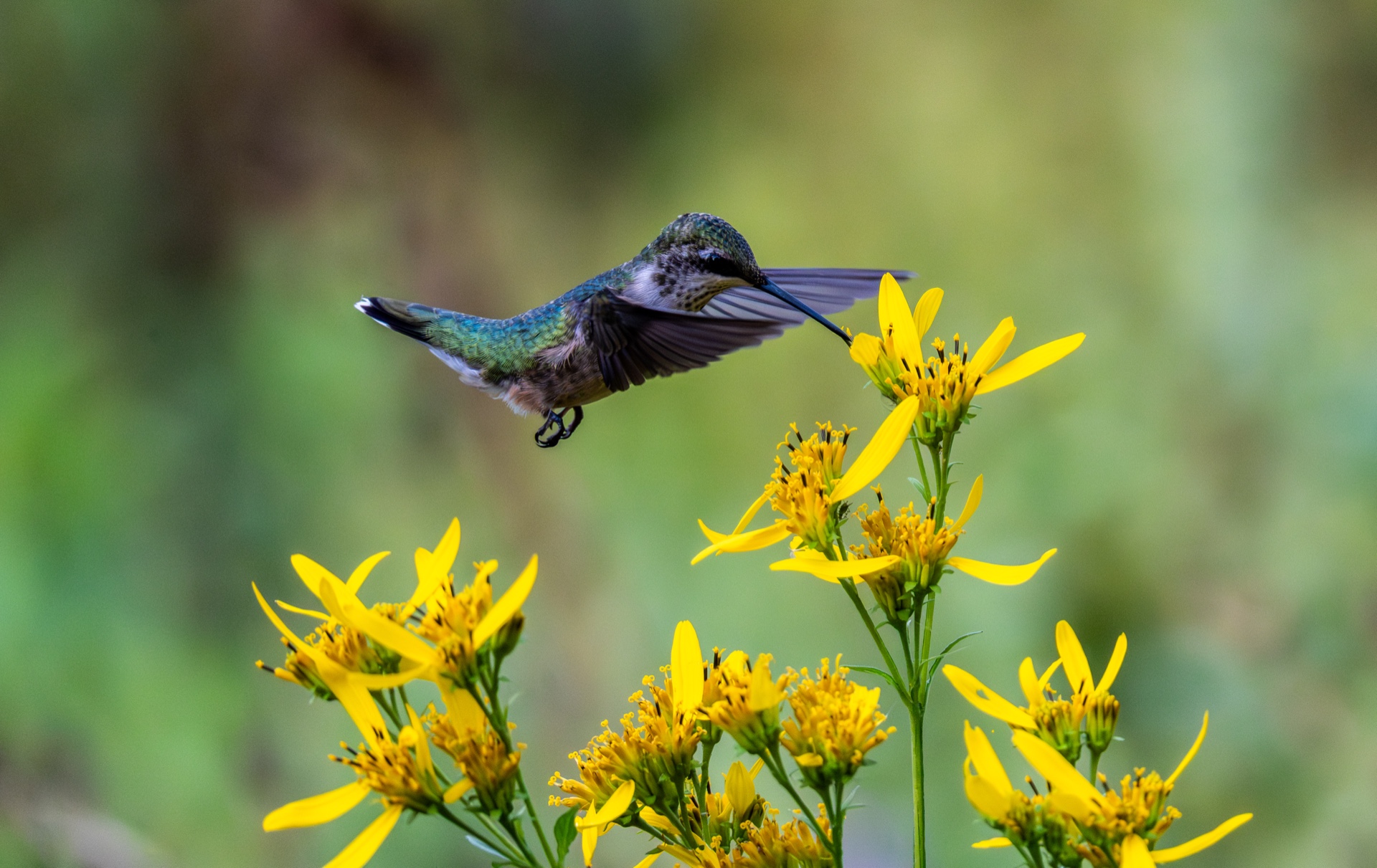 Taste of Early Fall