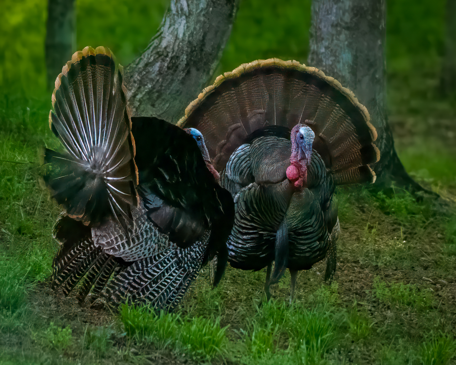 Did You Hear the One About the Two Turkeys?