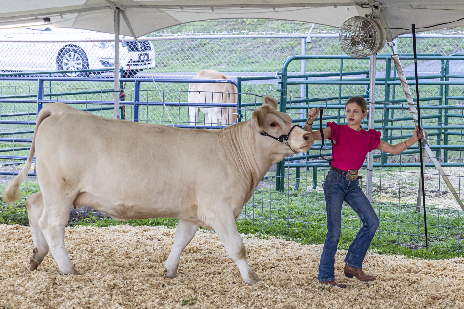 Red Shirt, Blue Jeans, & White Cow