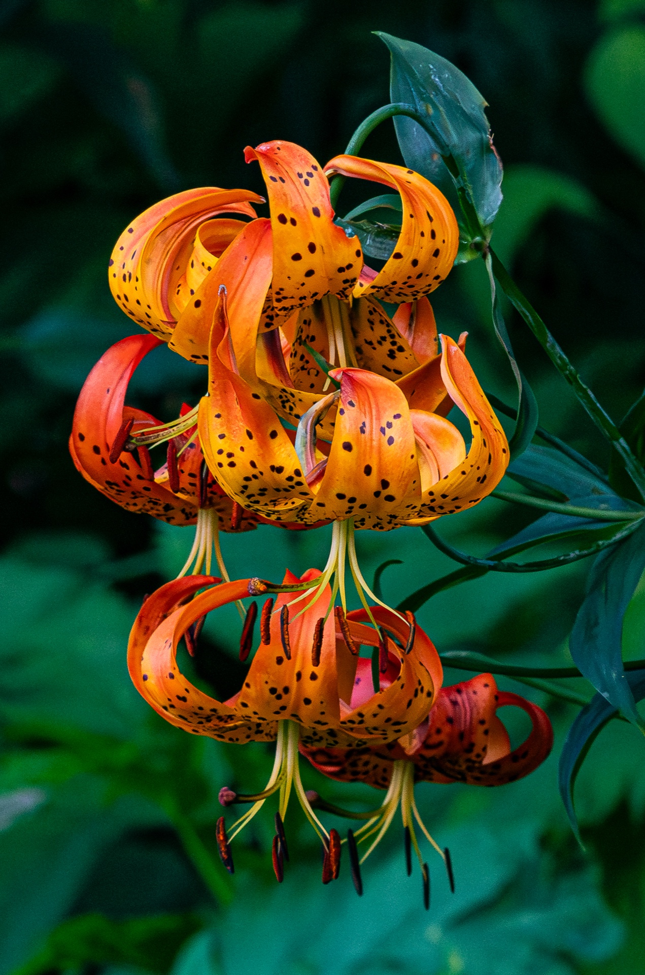 Triple Turks Cap Lilly