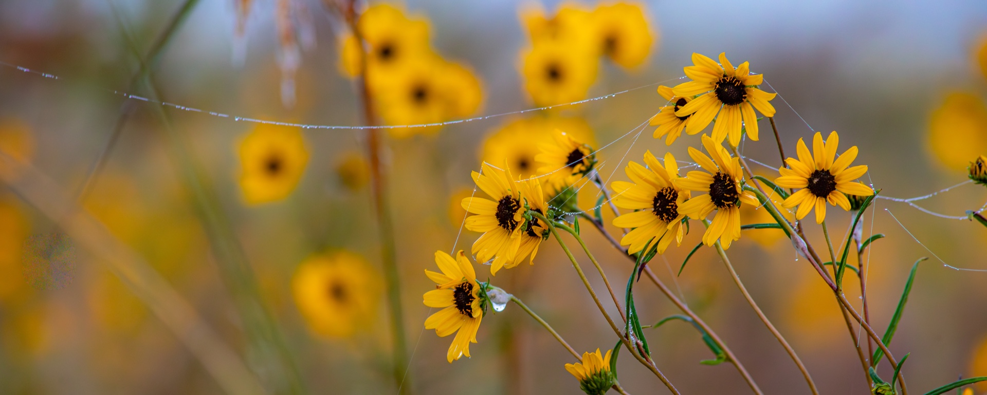 Brown Eyed Susans