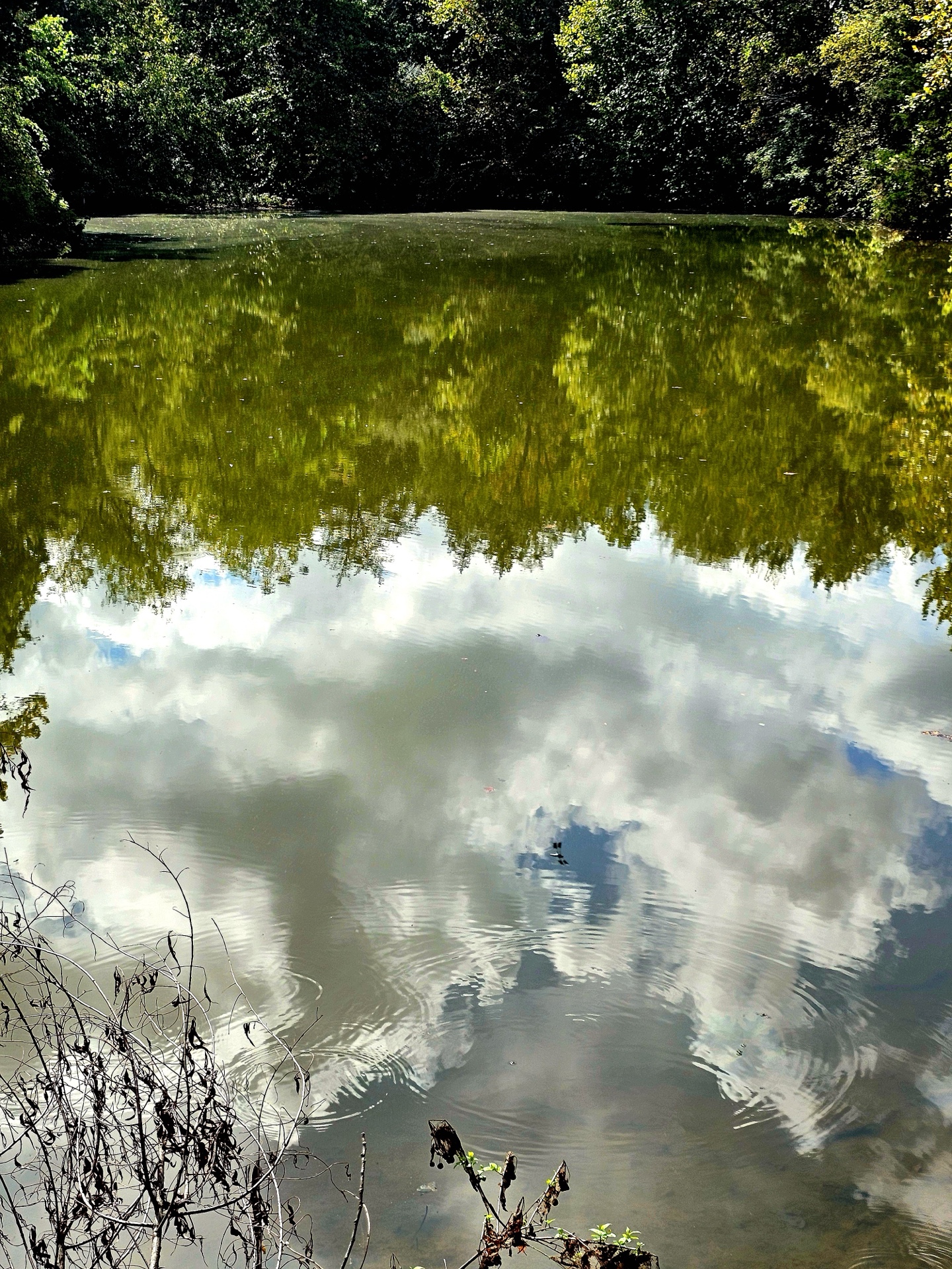 pond reflection