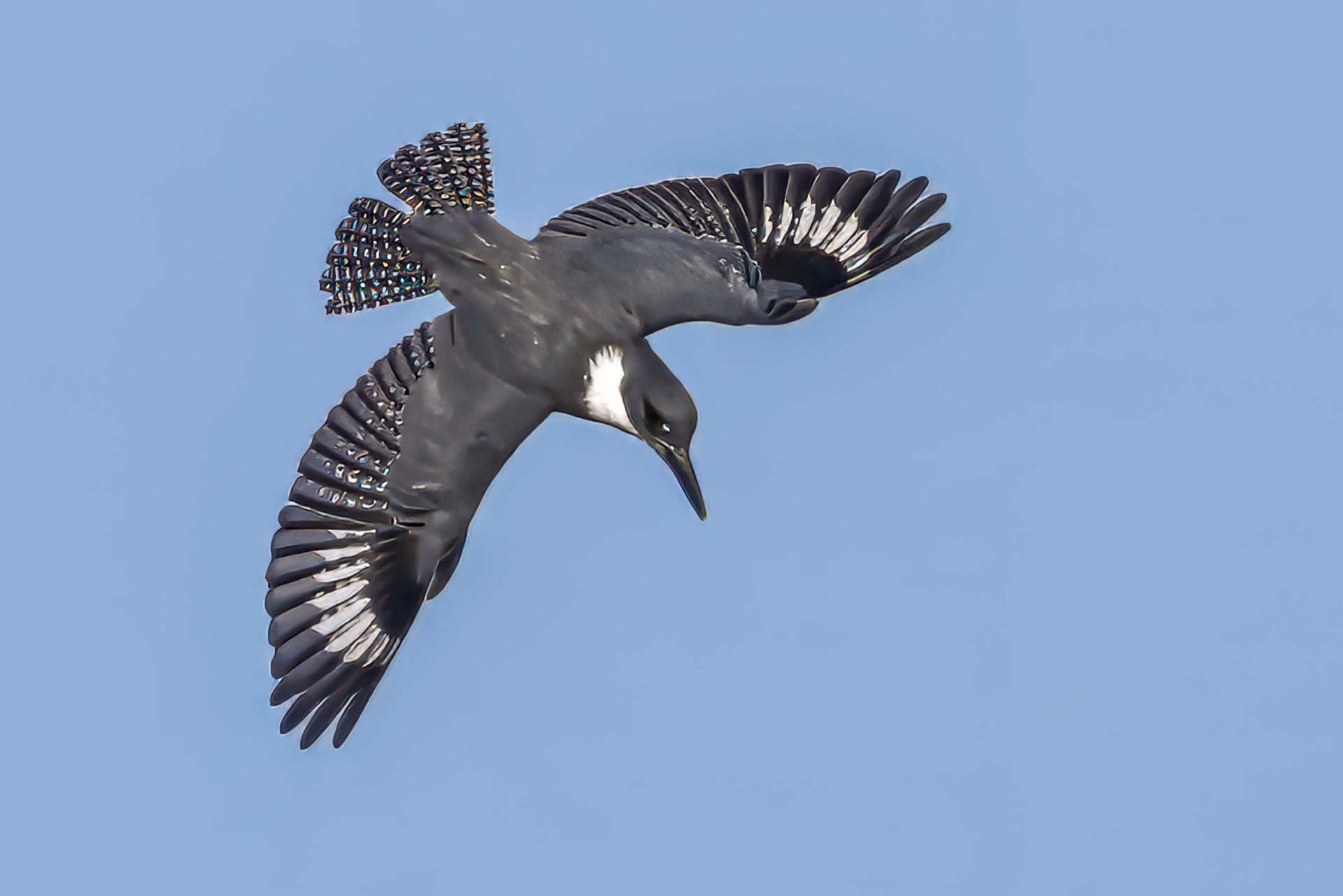 Kingfisher in a Dive