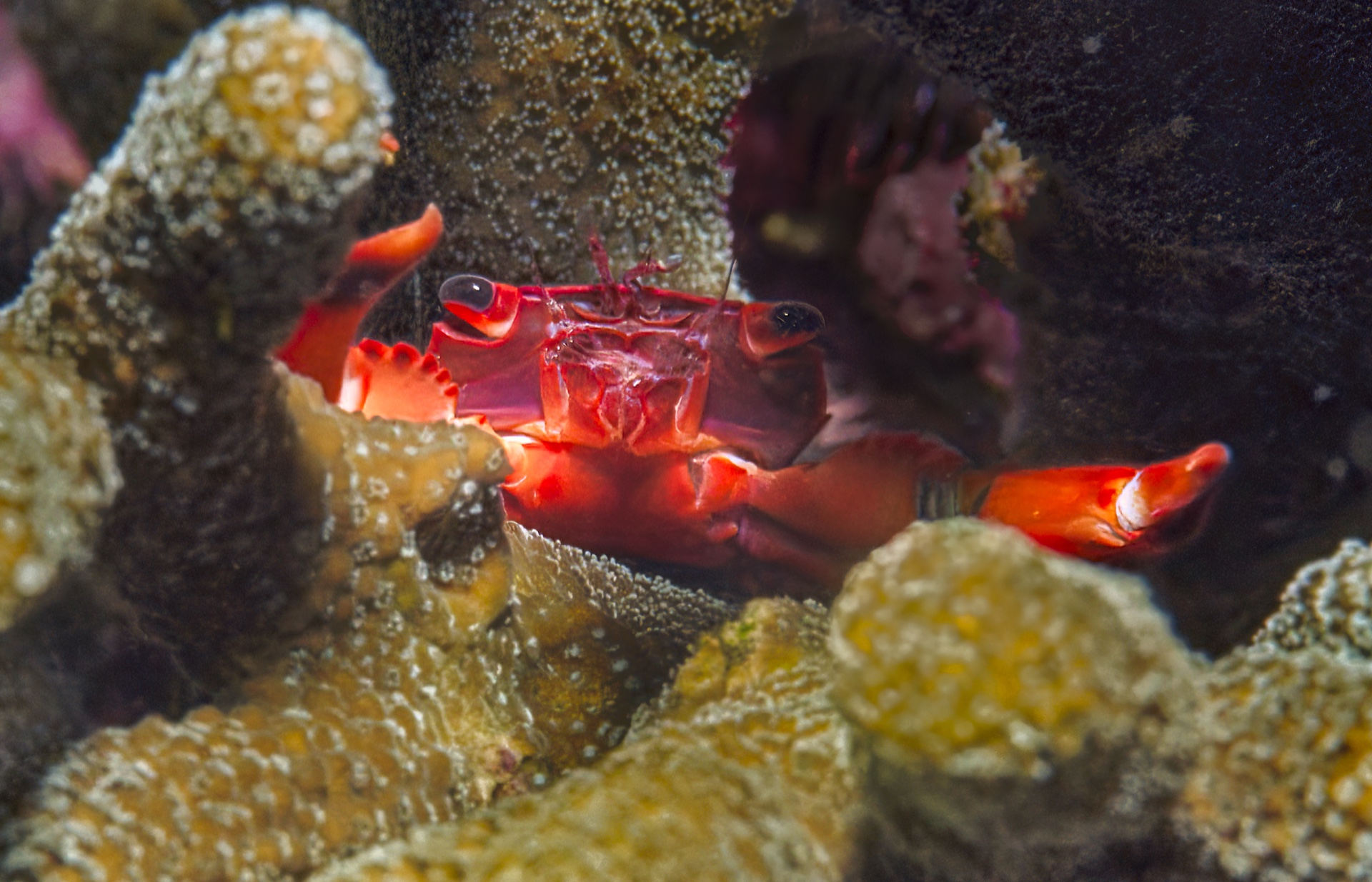 Crab In Coral