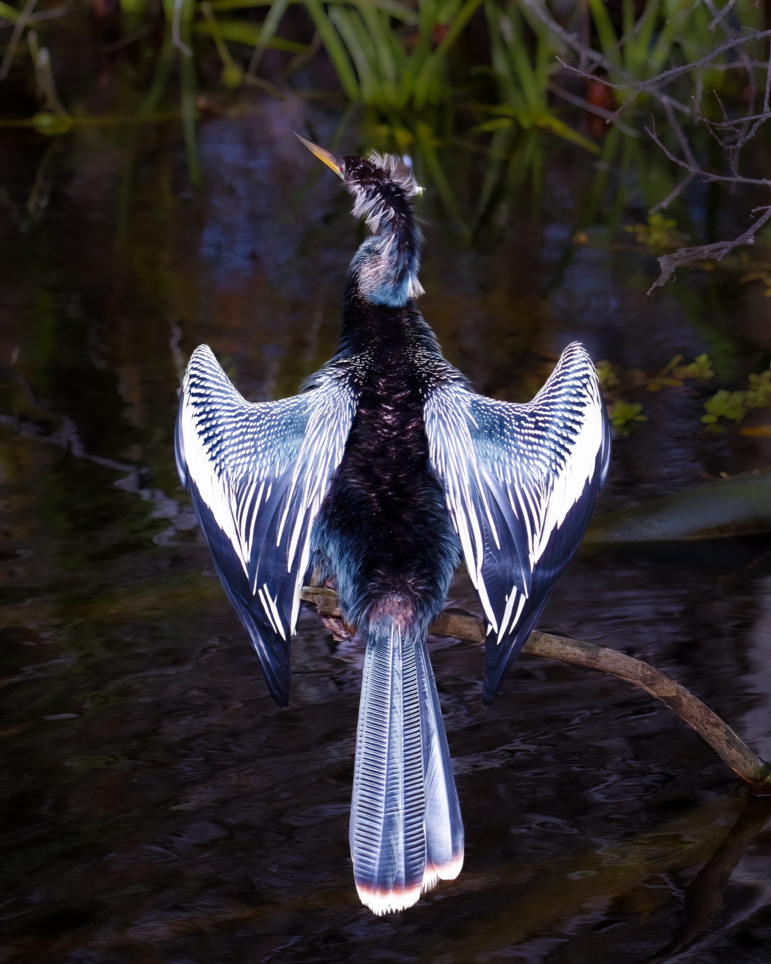 Dazzling Anhinga
