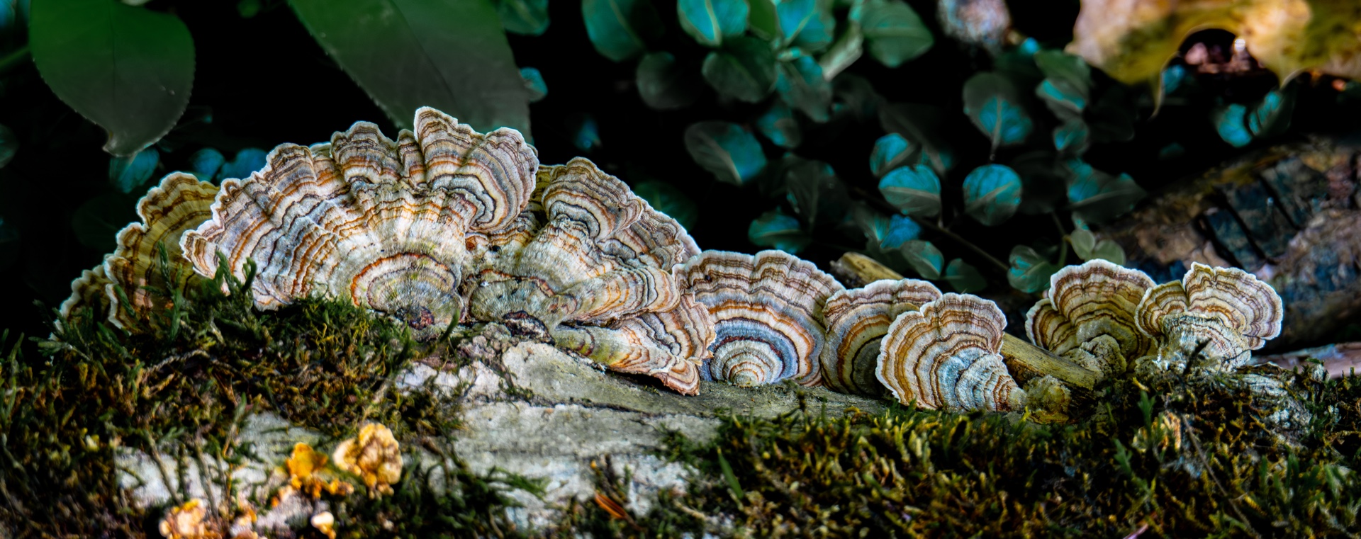 Turkey Tail