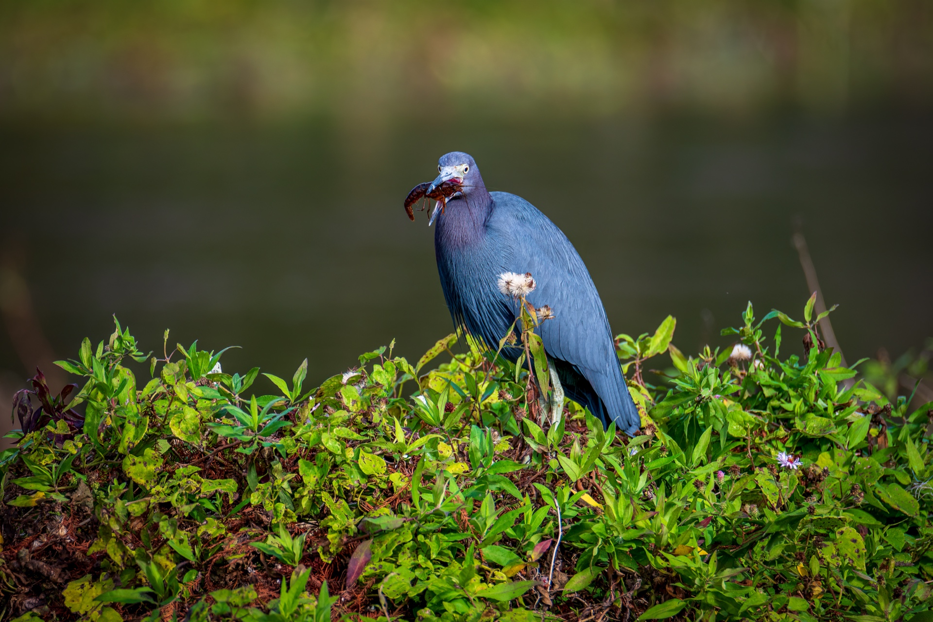 Little Blue Heron Uncooperative Meal