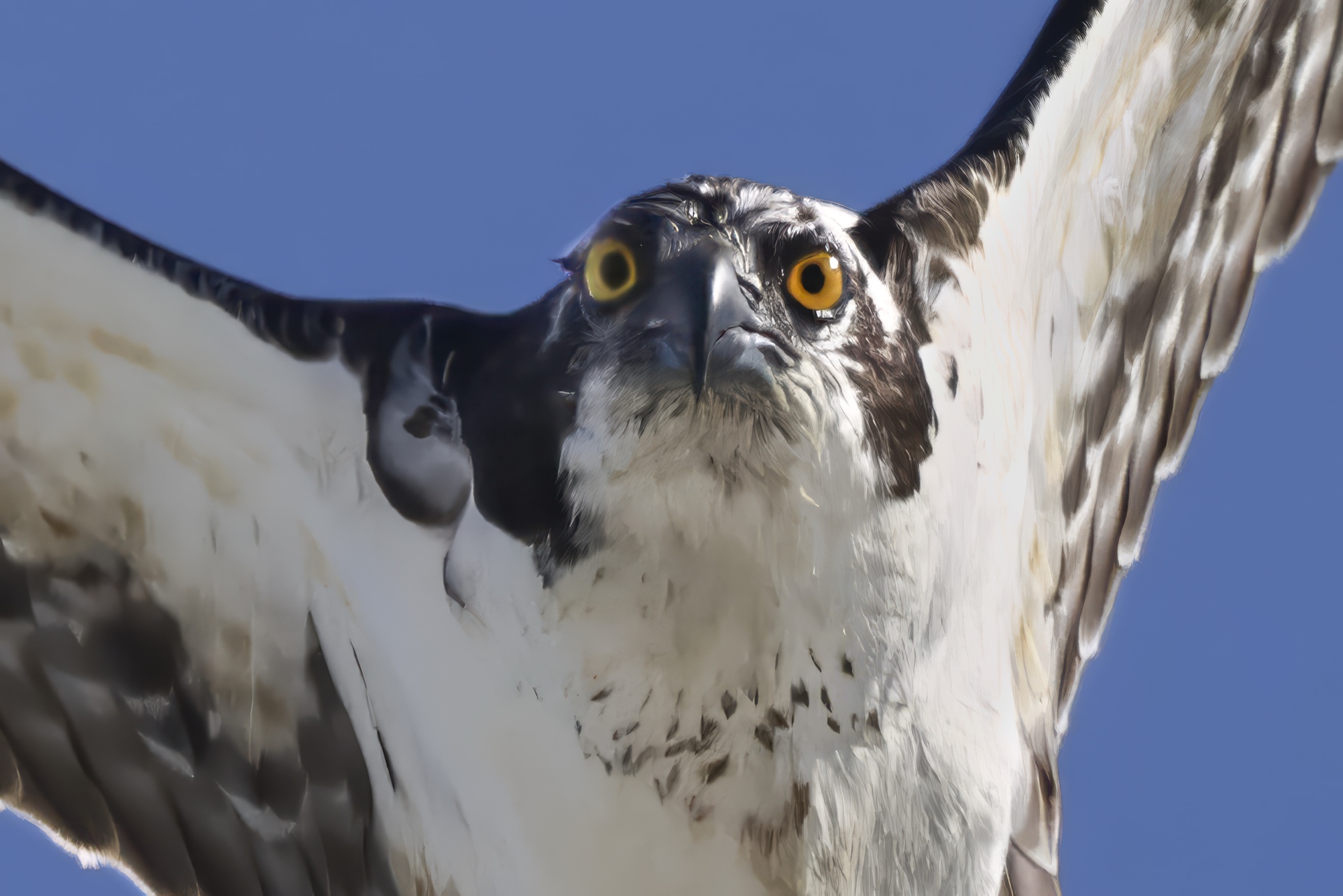 Hears Looking at You