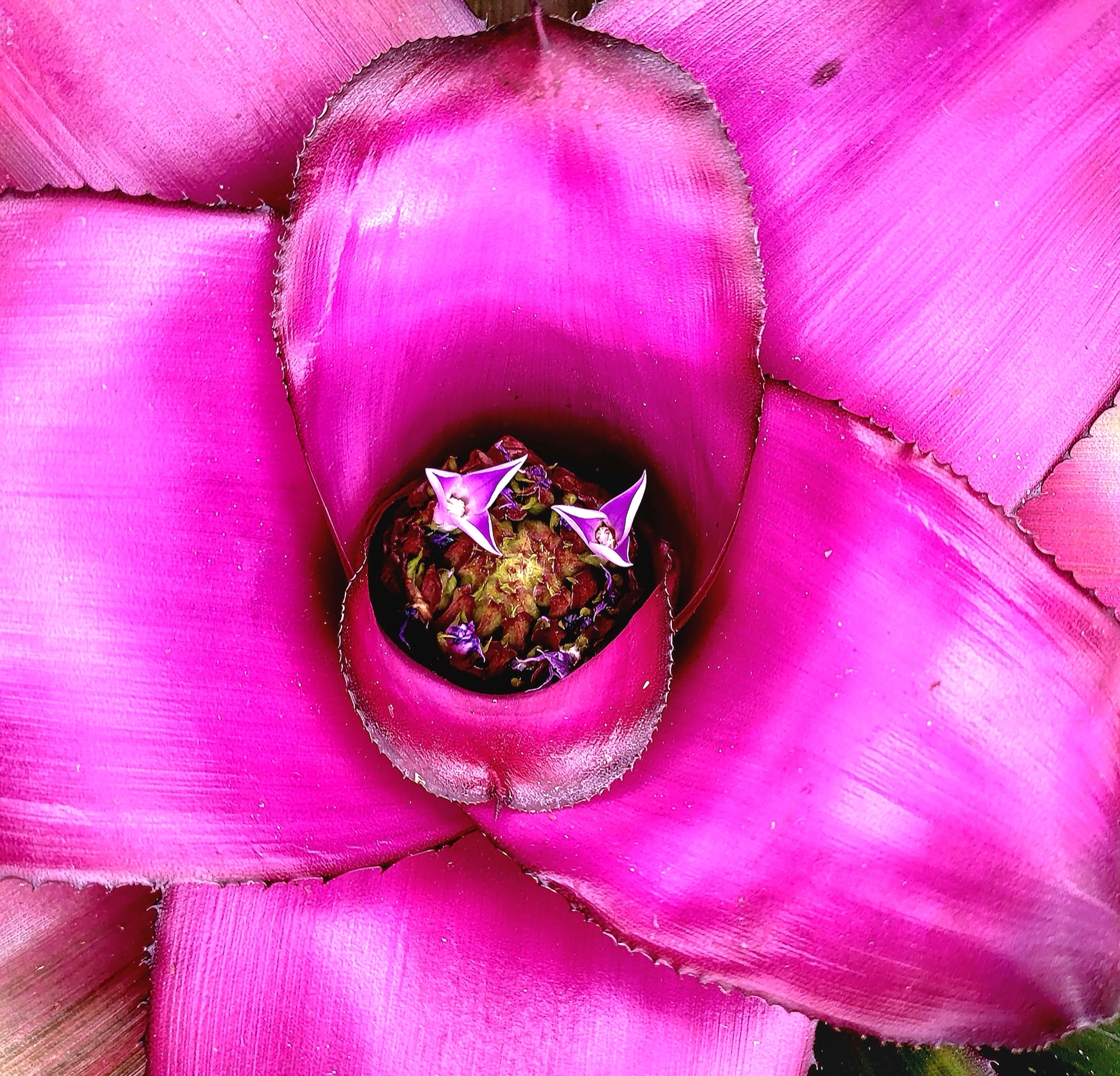 Bromeliad flower
