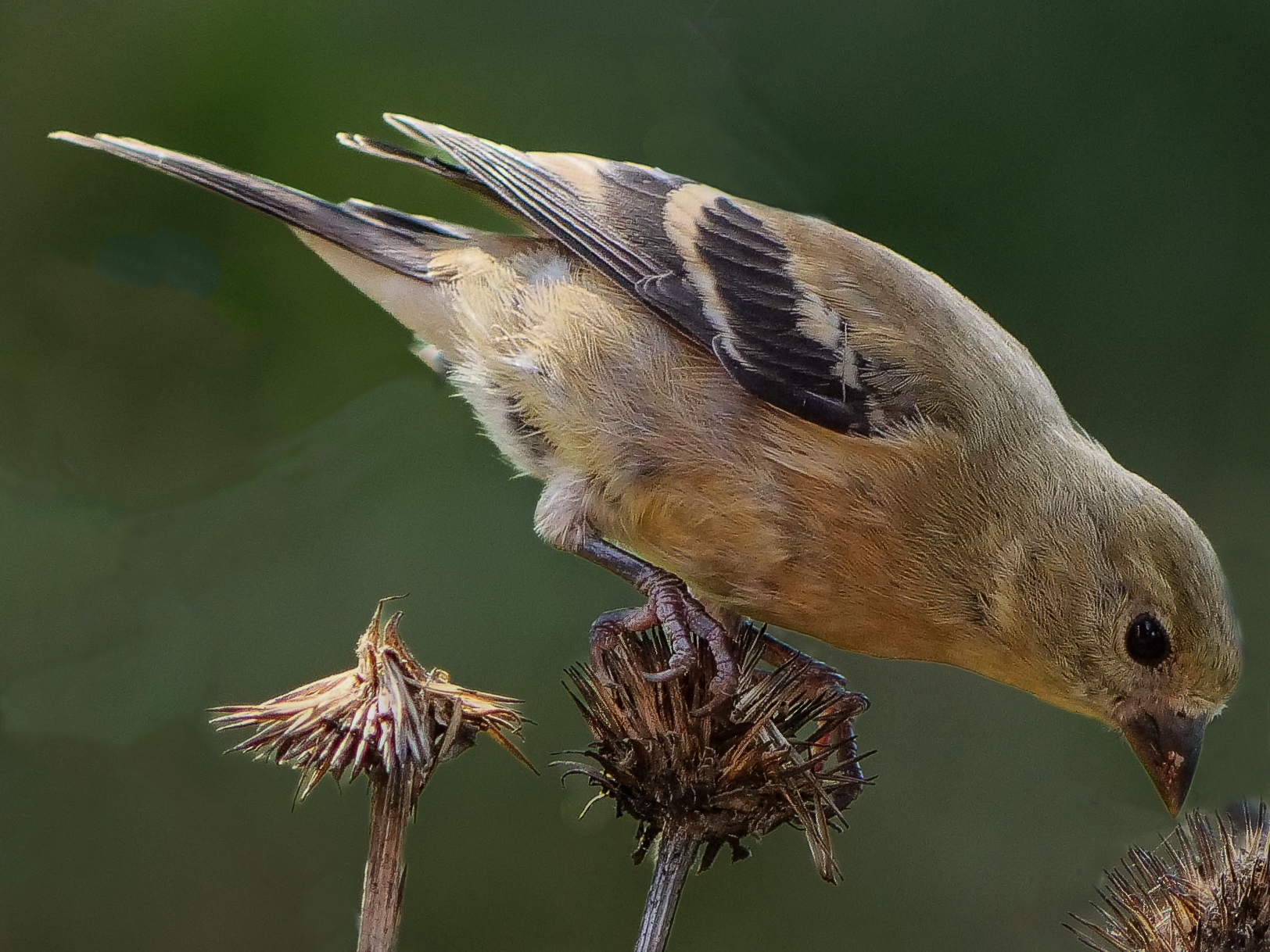 Goldfinch on Thistle