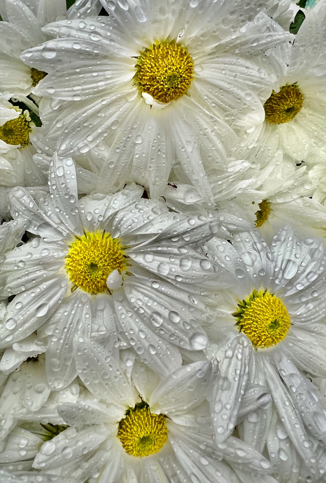 After the Rain