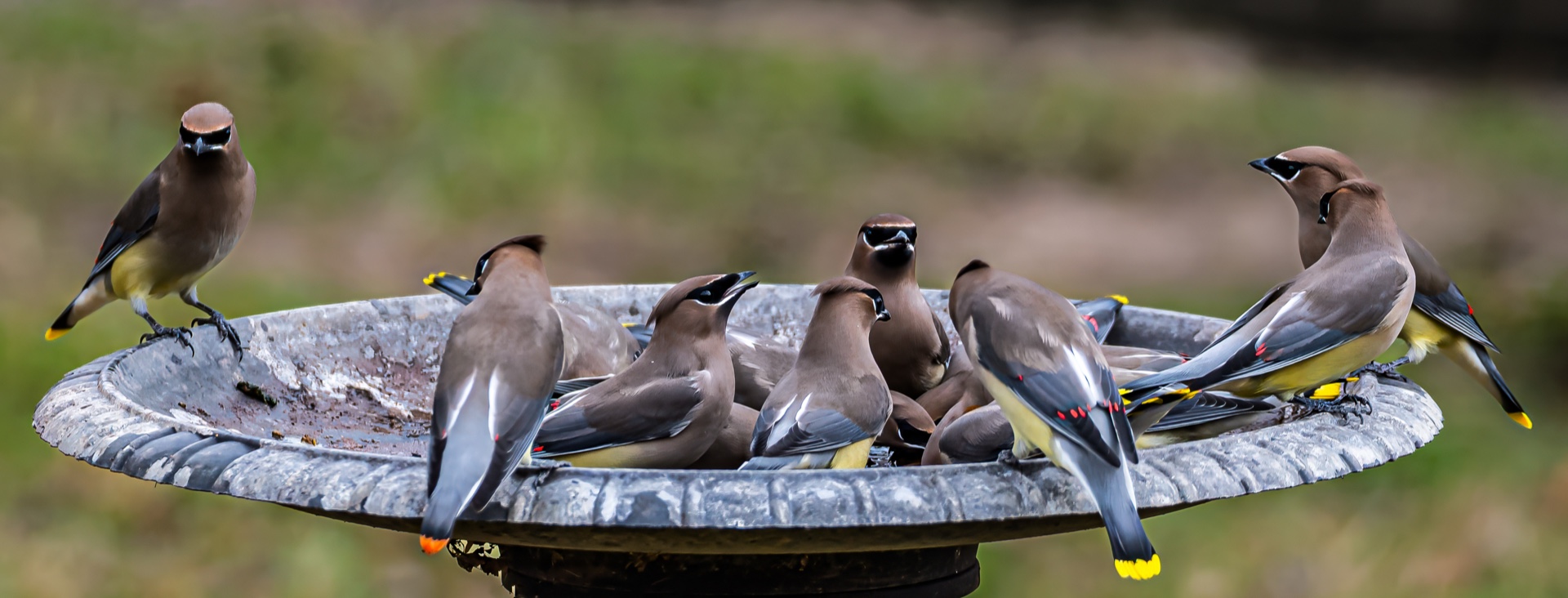 Cedar Waxwing Takeover