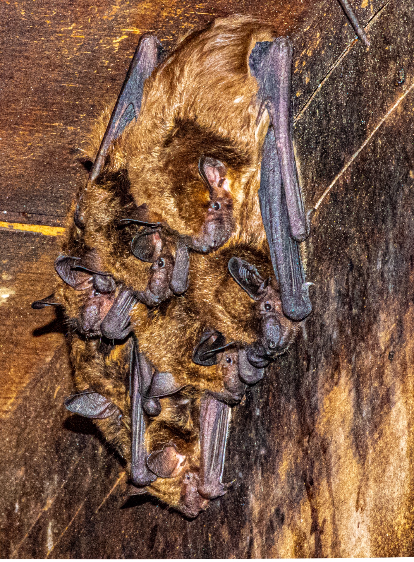 Bats in the Belfry