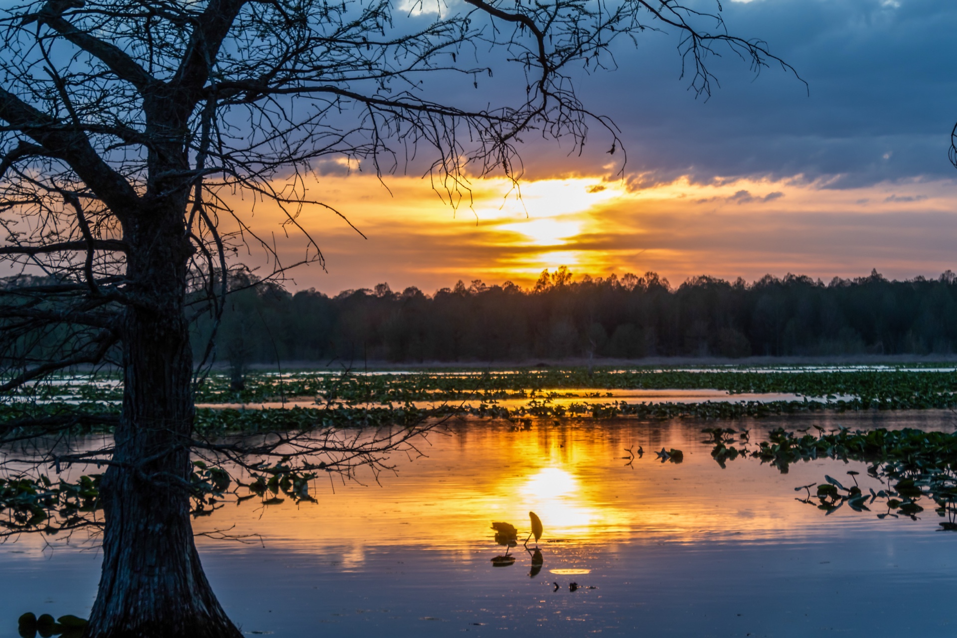 Reelfoot Lake Sunset