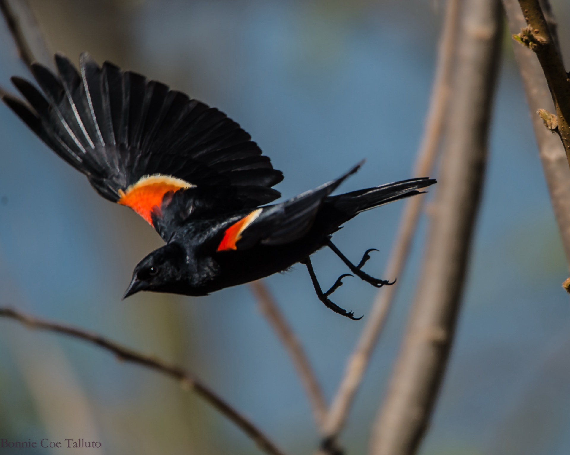 Red winged Blackbird