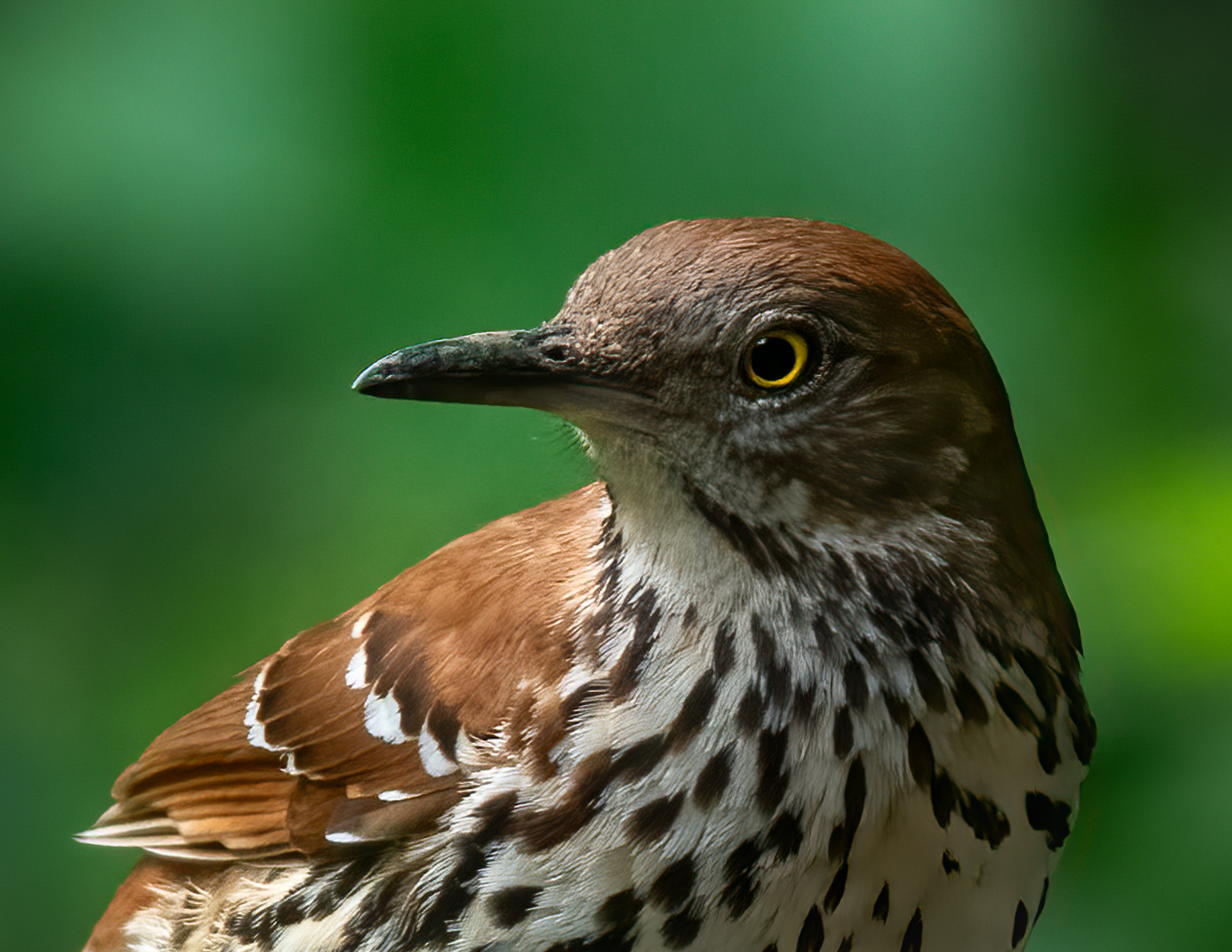 Gordon Brown Thrasher
