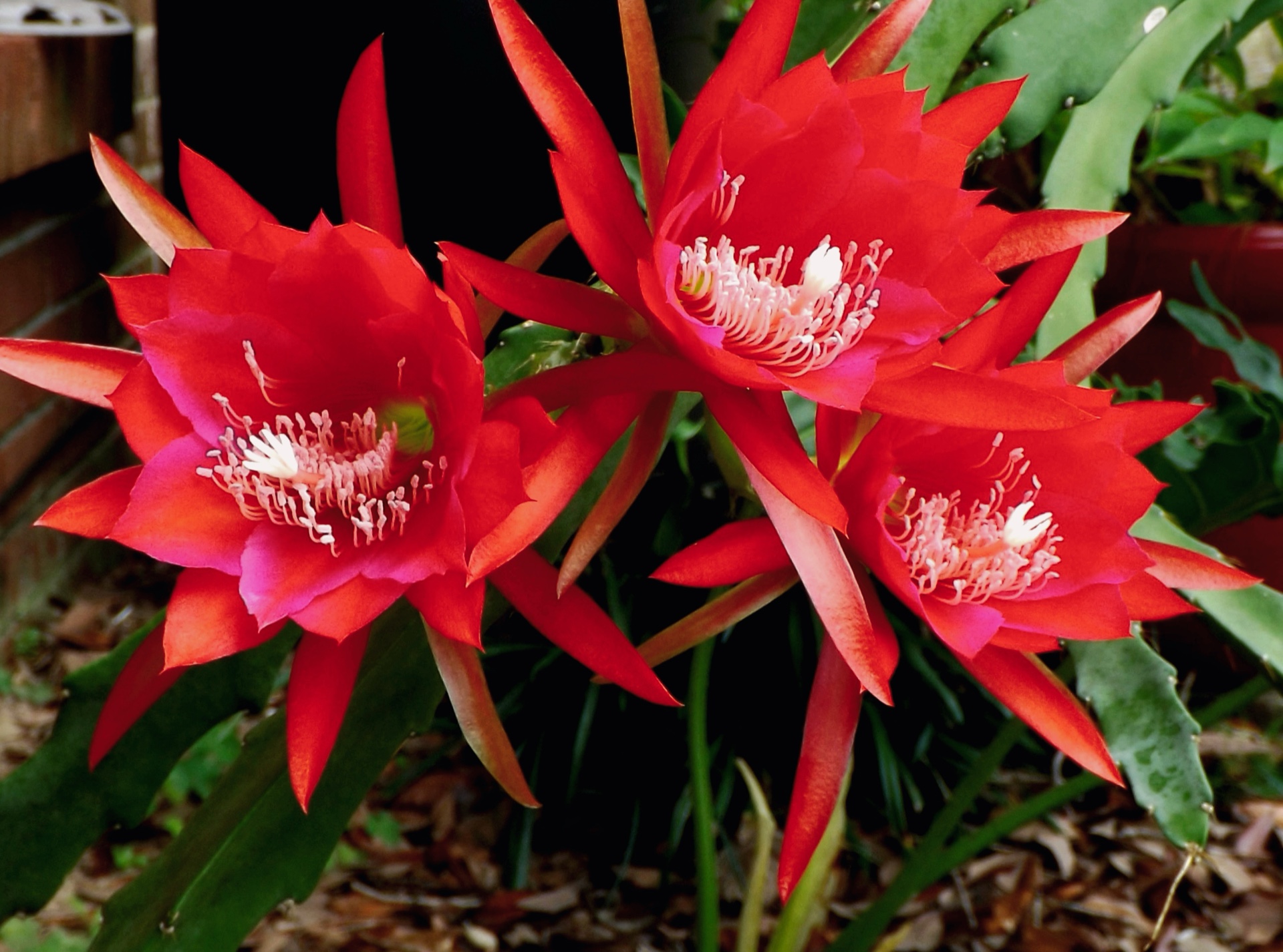 The 3 cactus flowers