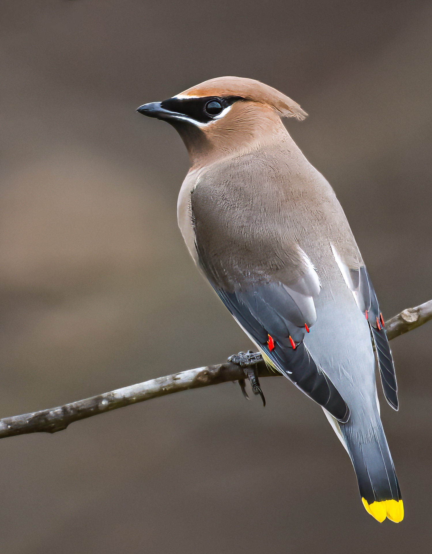 Cedar Waxwing Portrait