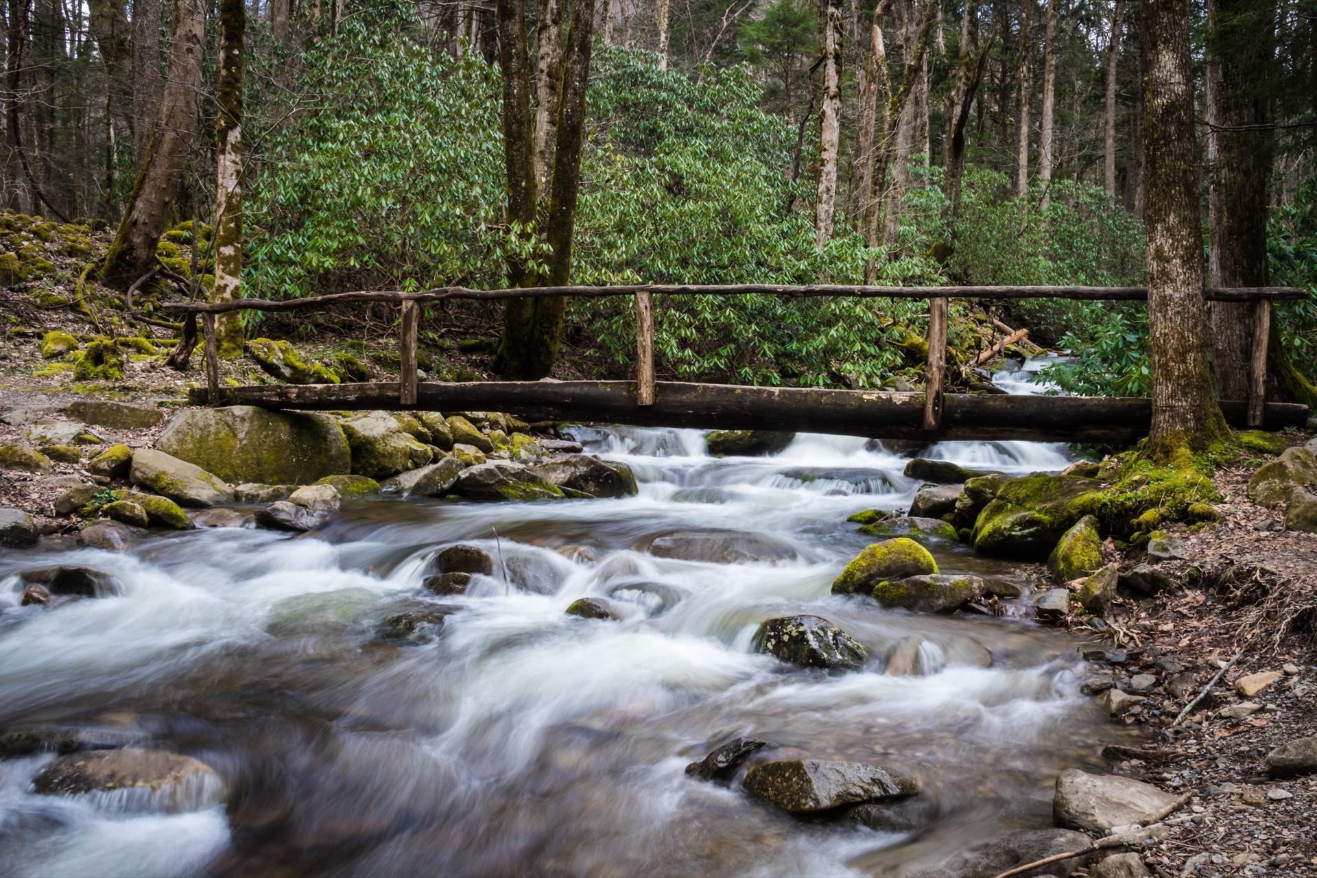 Lower Mnt. Cammerer Trail