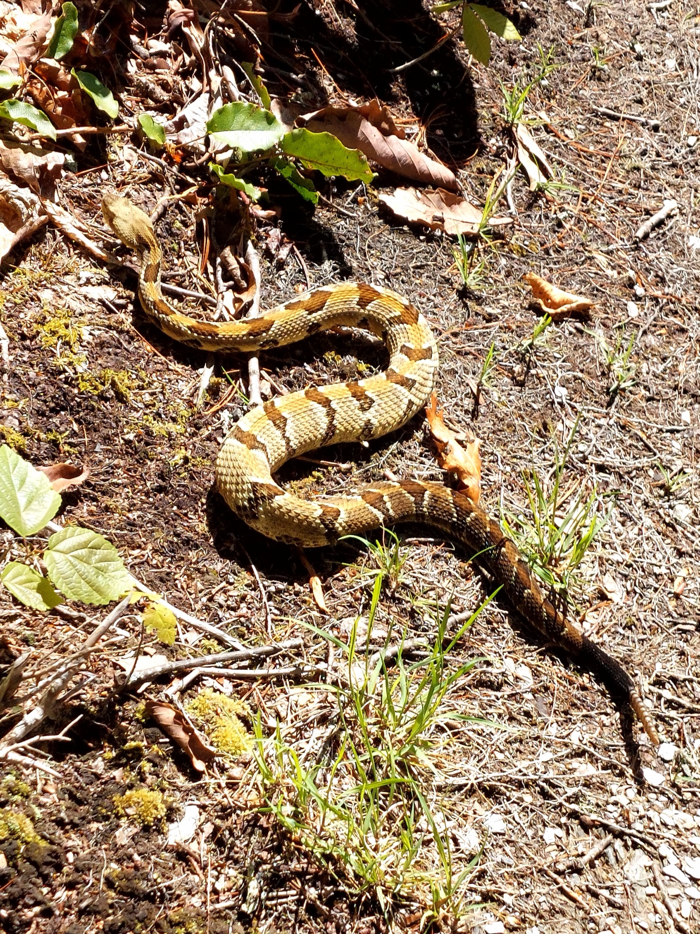 Timber Rattle Snake