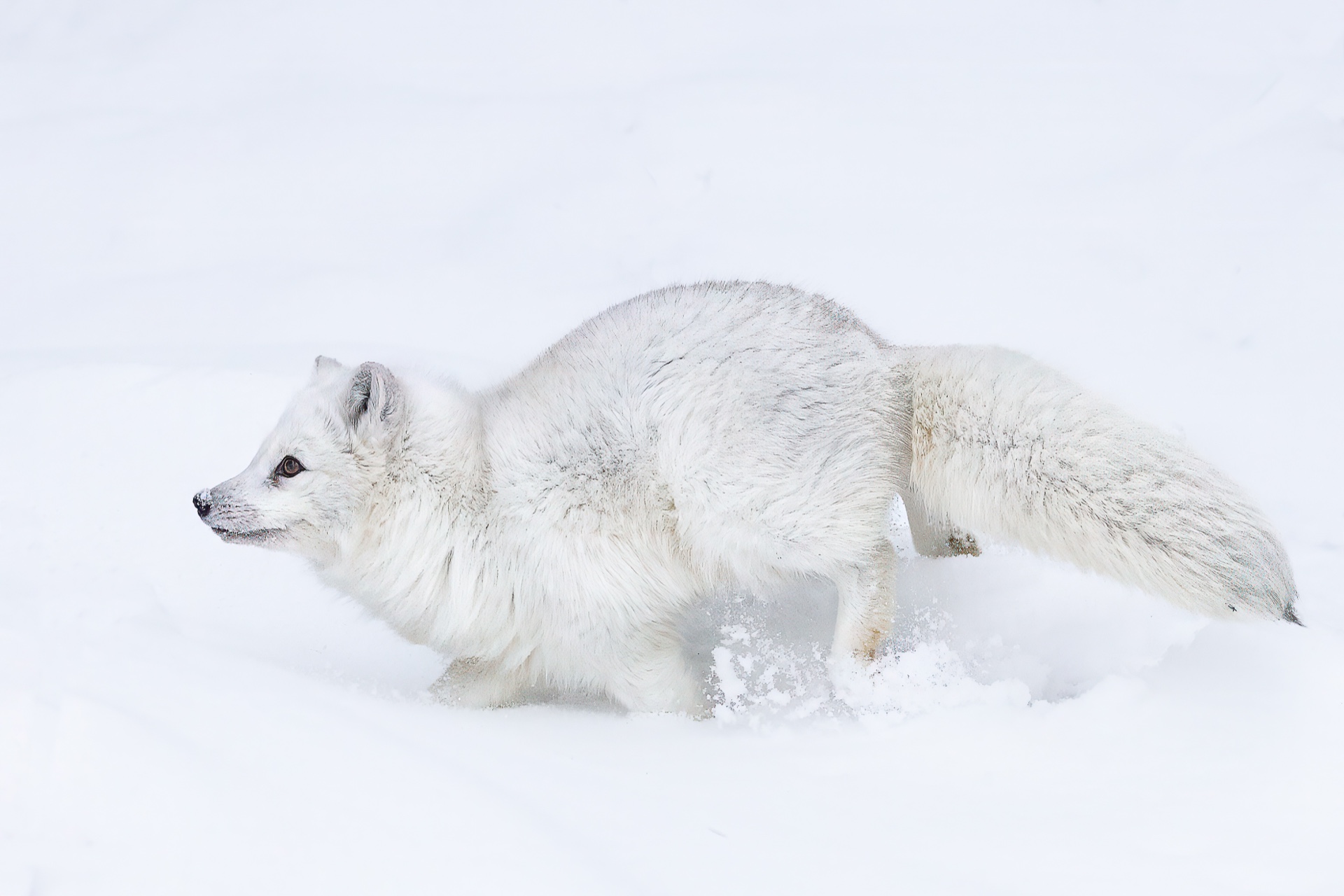 Arctic Fox Zoomies