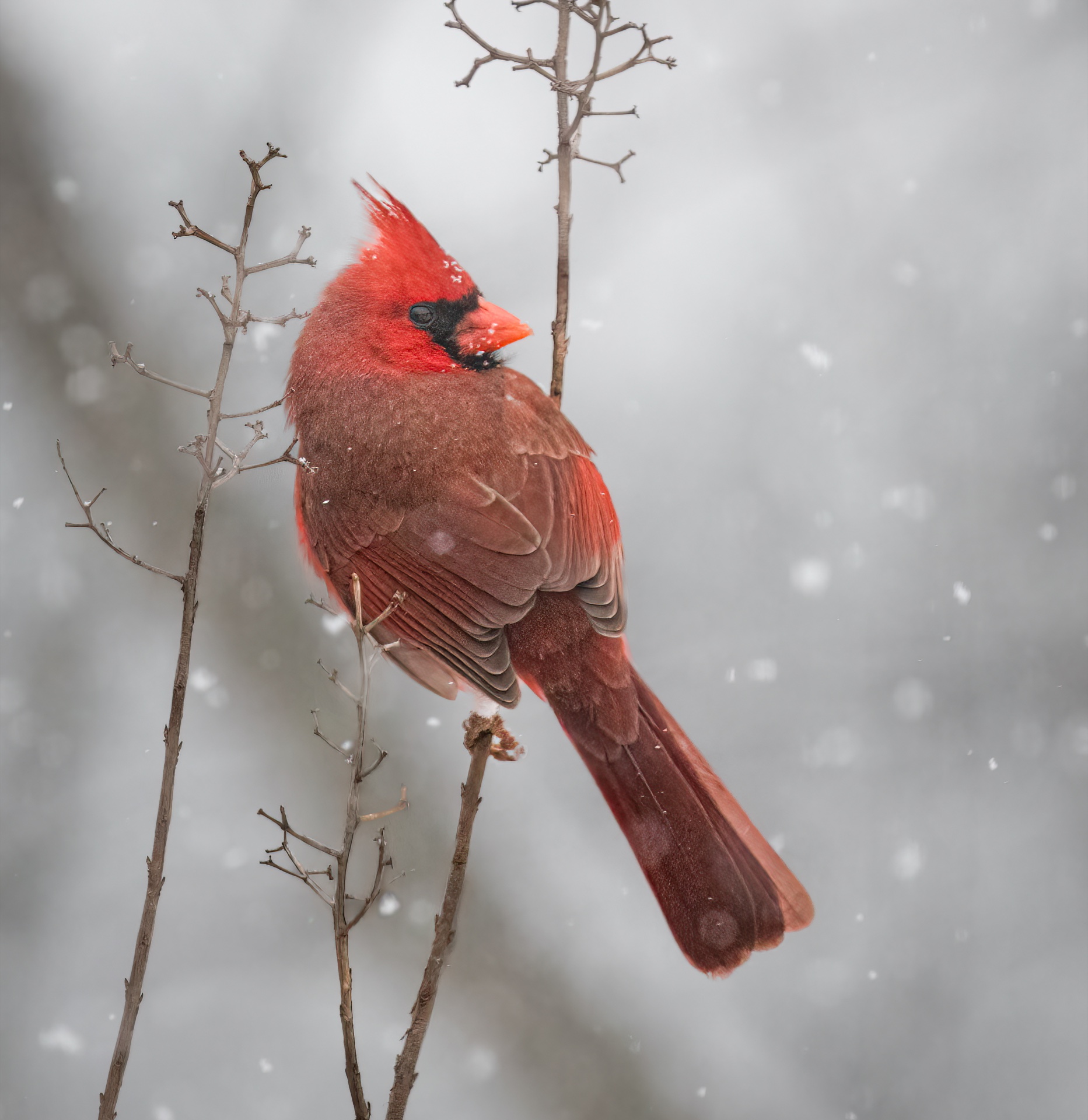 Posing in the snow