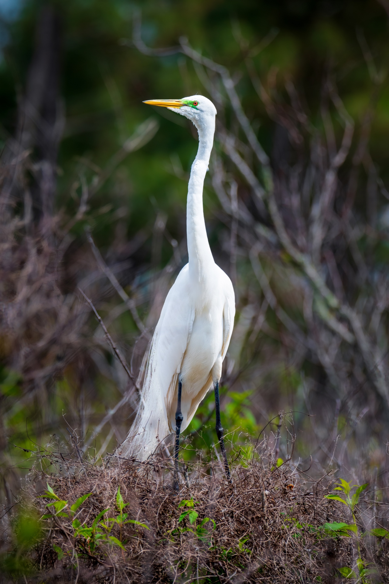 Single White Egret In Search of Mate