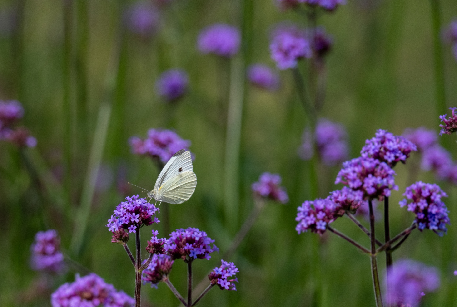 Dreams of Spring
