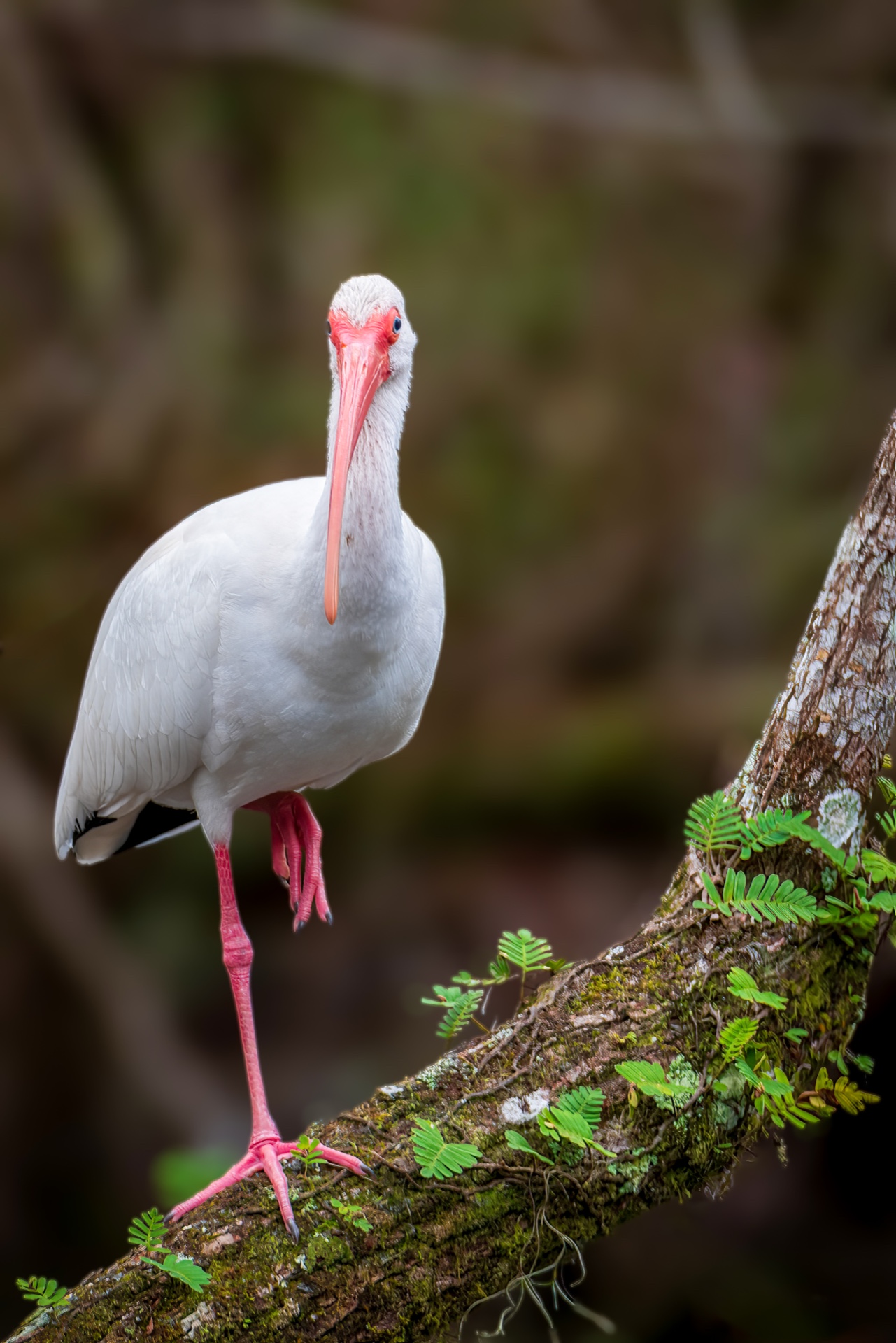 White Ibis