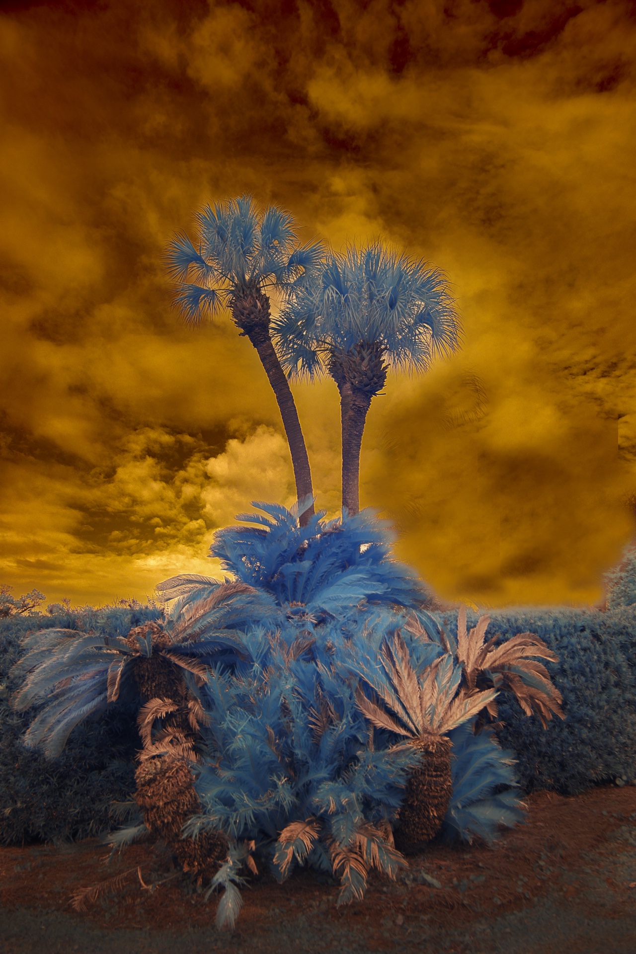 Stormy Palm Trees