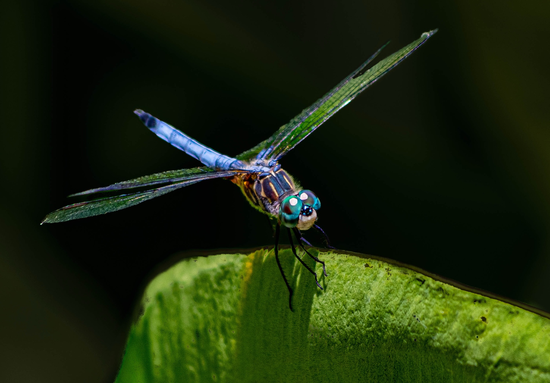 Spring Flying