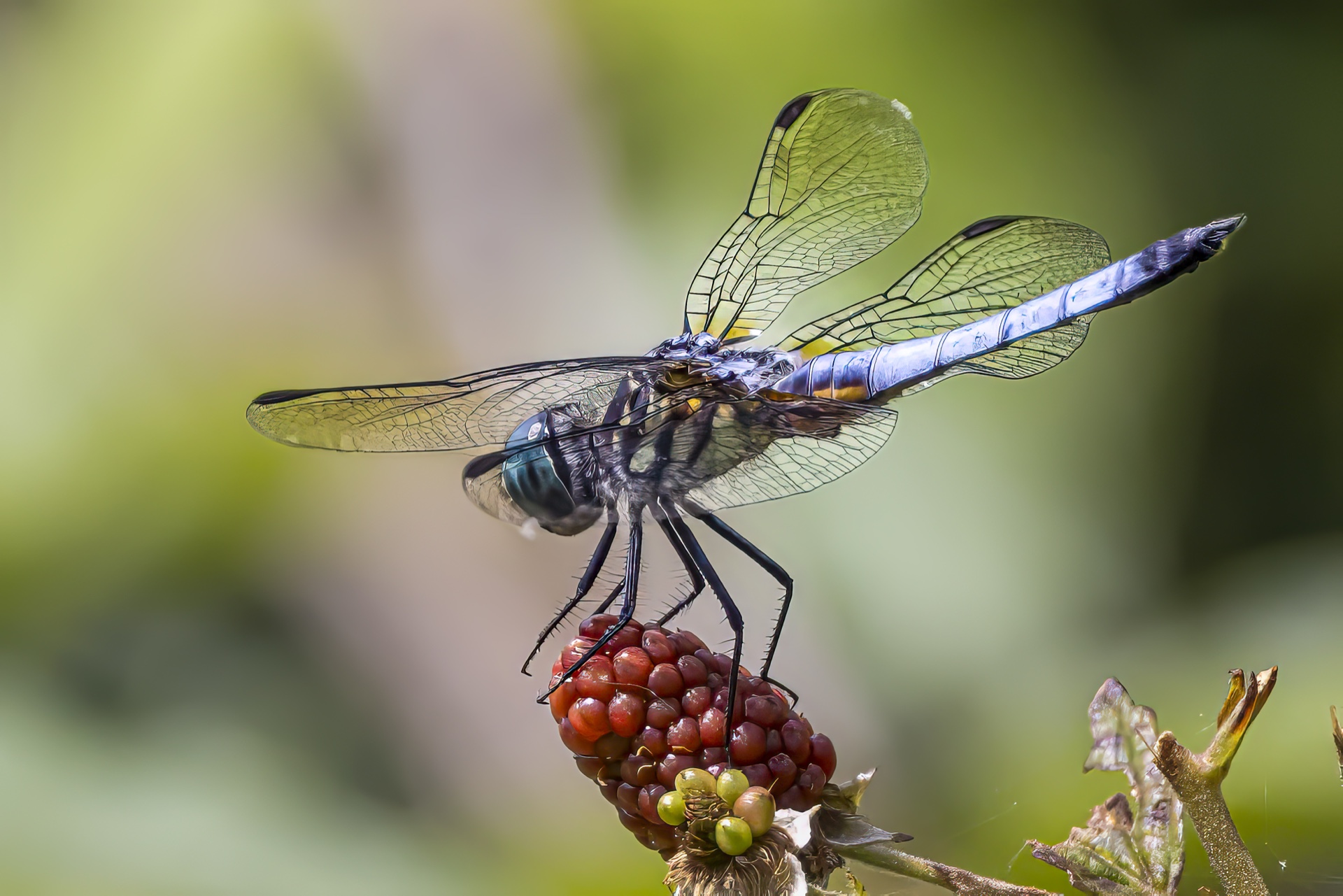 Dragonfly Perched on Berry