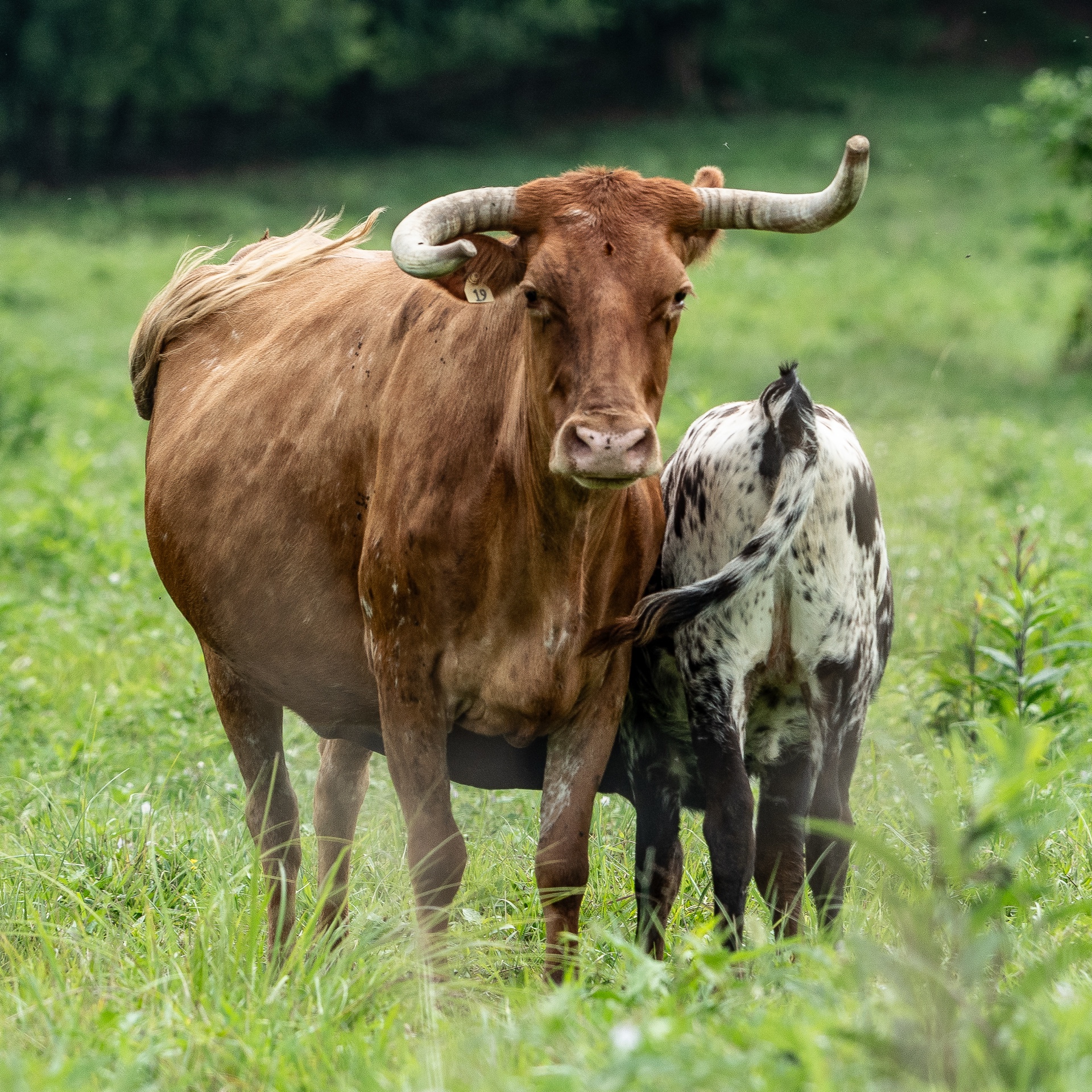 Cows