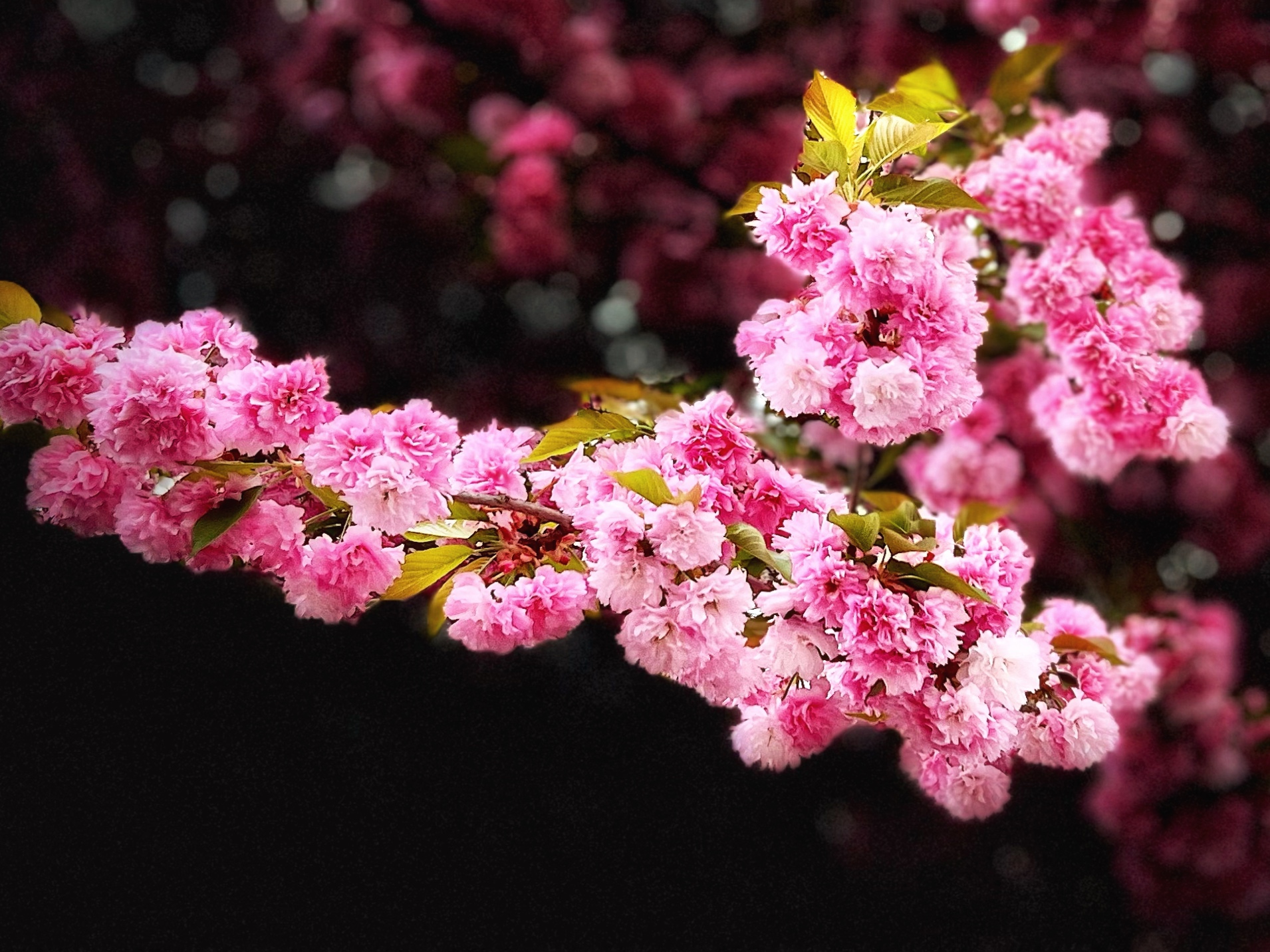 Pink Blossoms